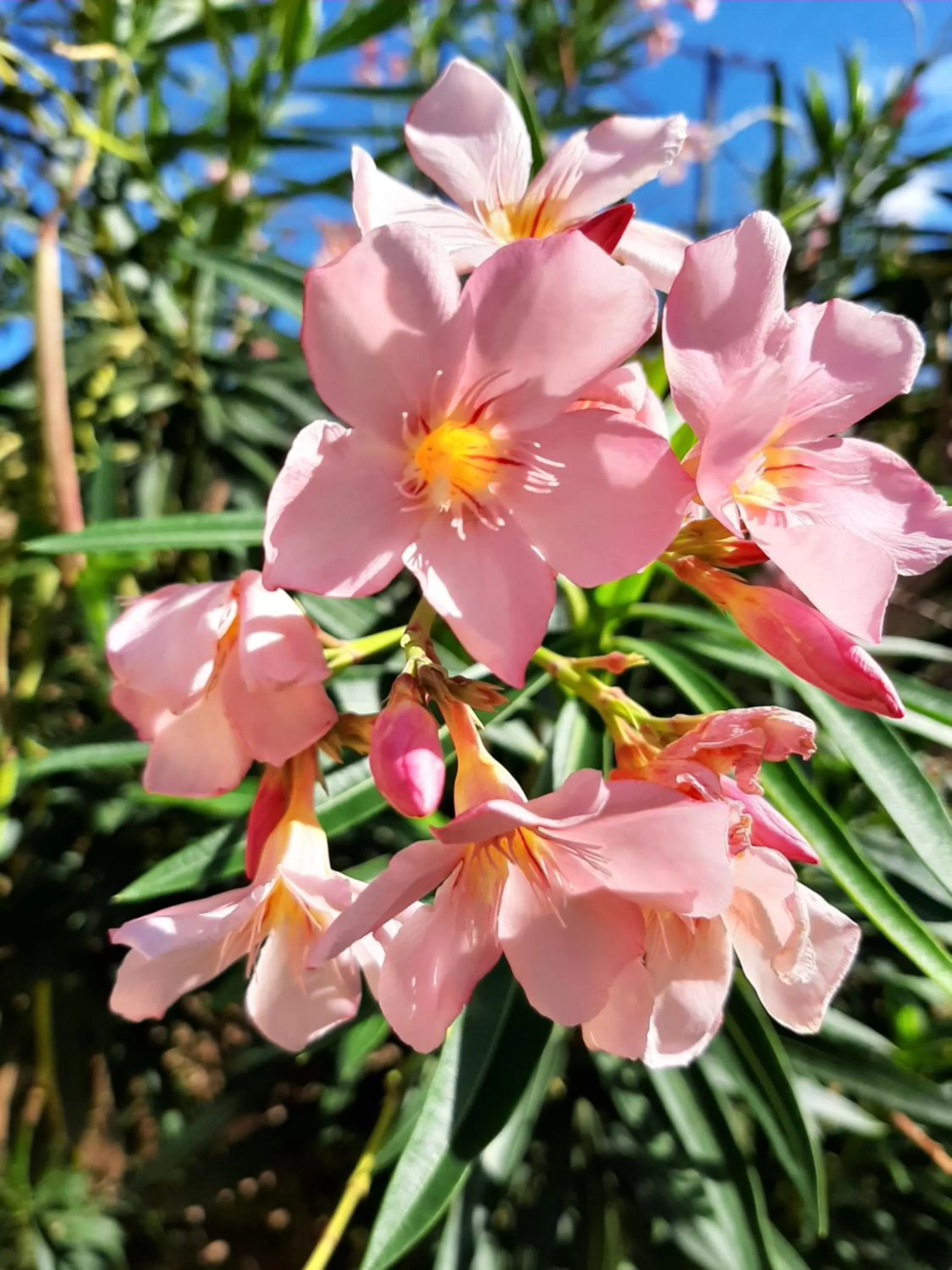 Garden view in The Milligan