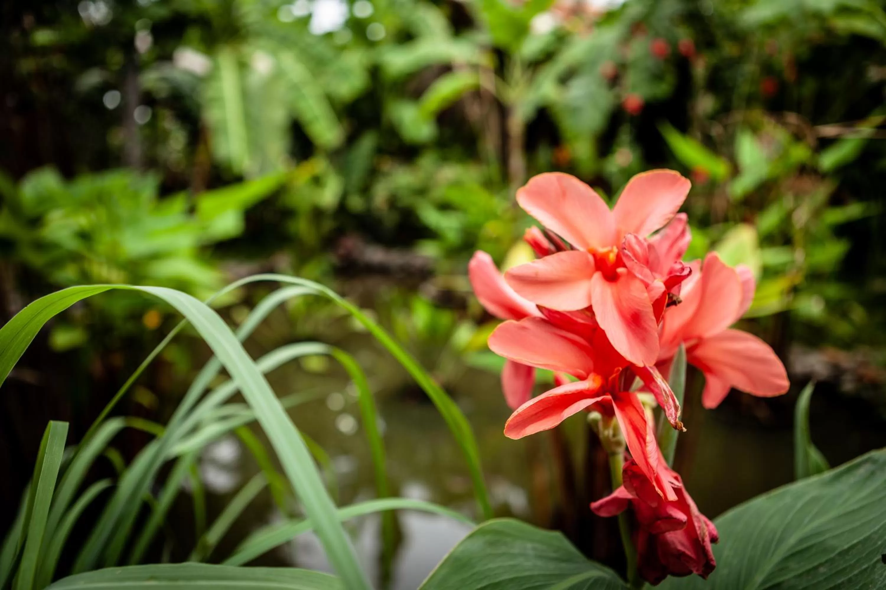 Garden in Authentic Khmer Village Resort