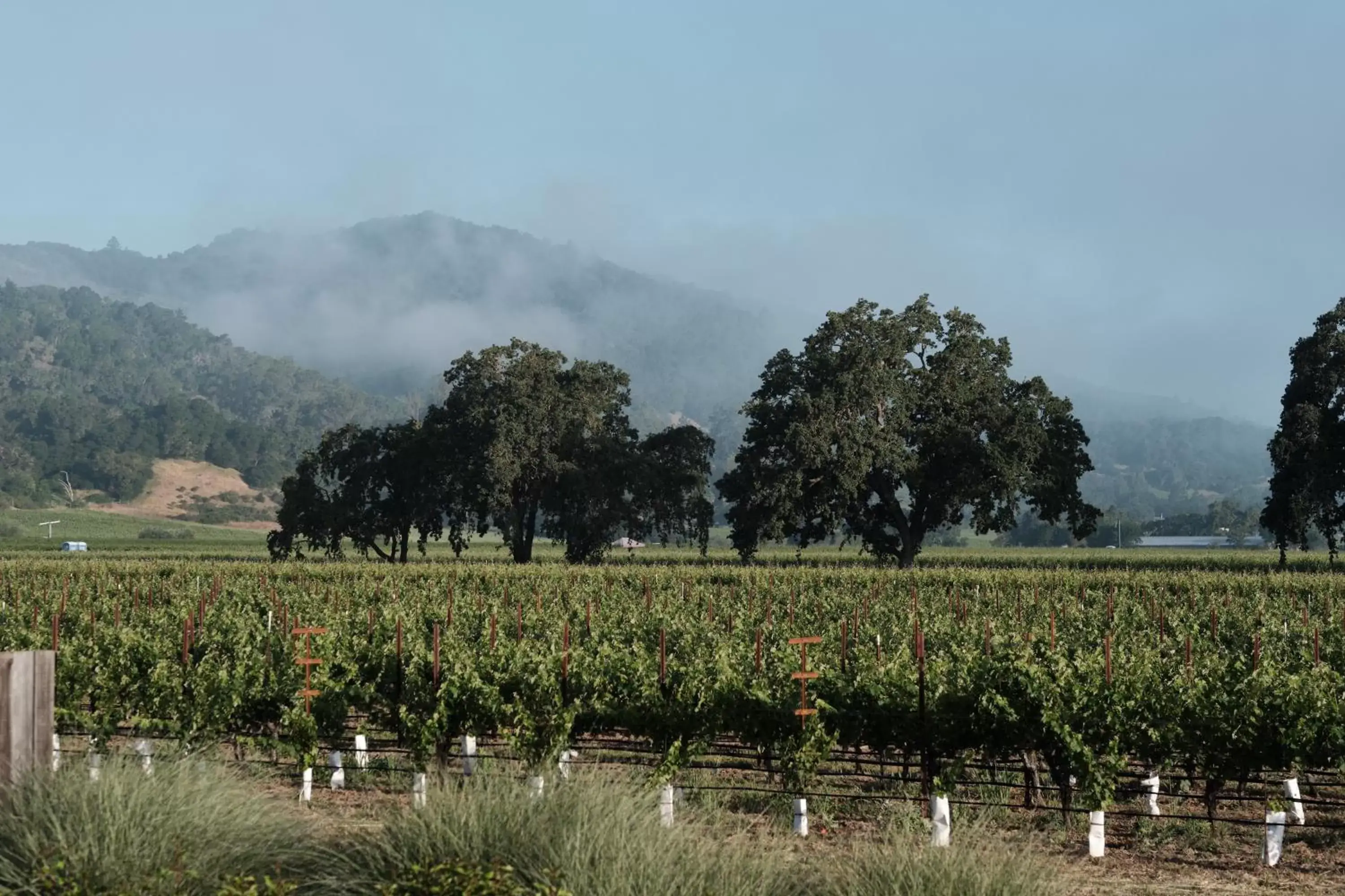 Natural Landscape in The Setting Inn Napa Valley