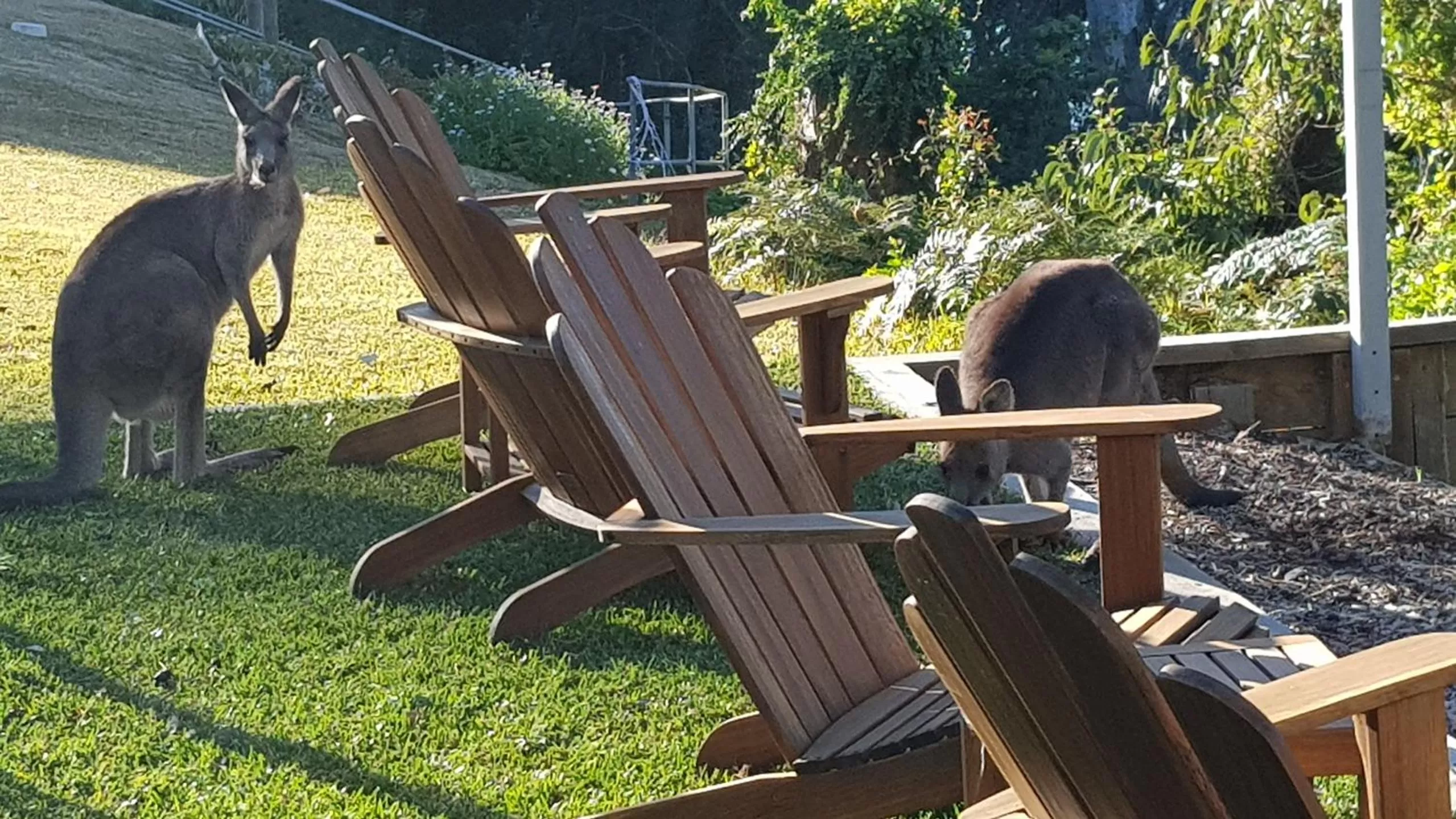 Animals in The Edgewater on Greville