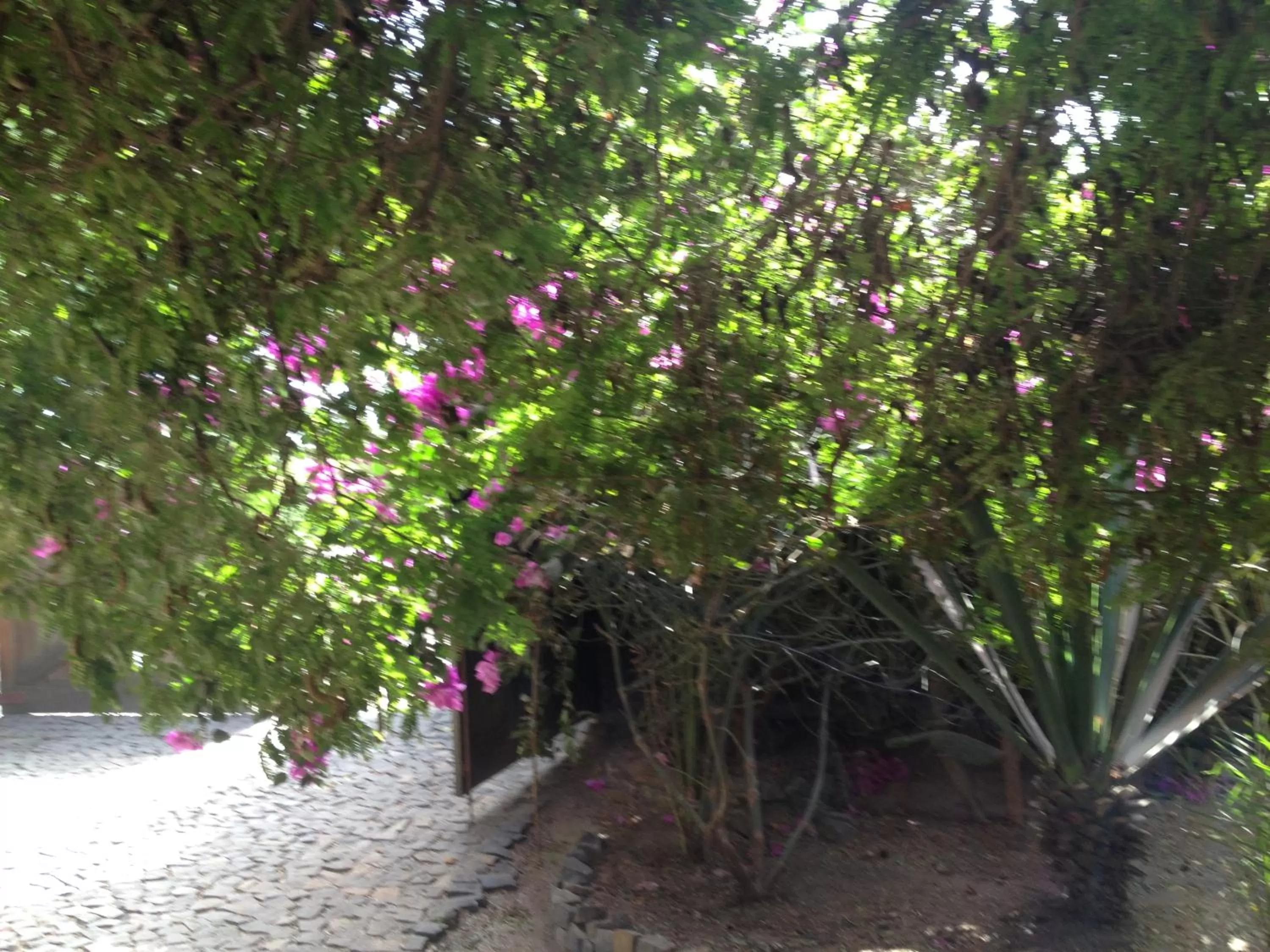 Garden in Villa Morabeza Guest House