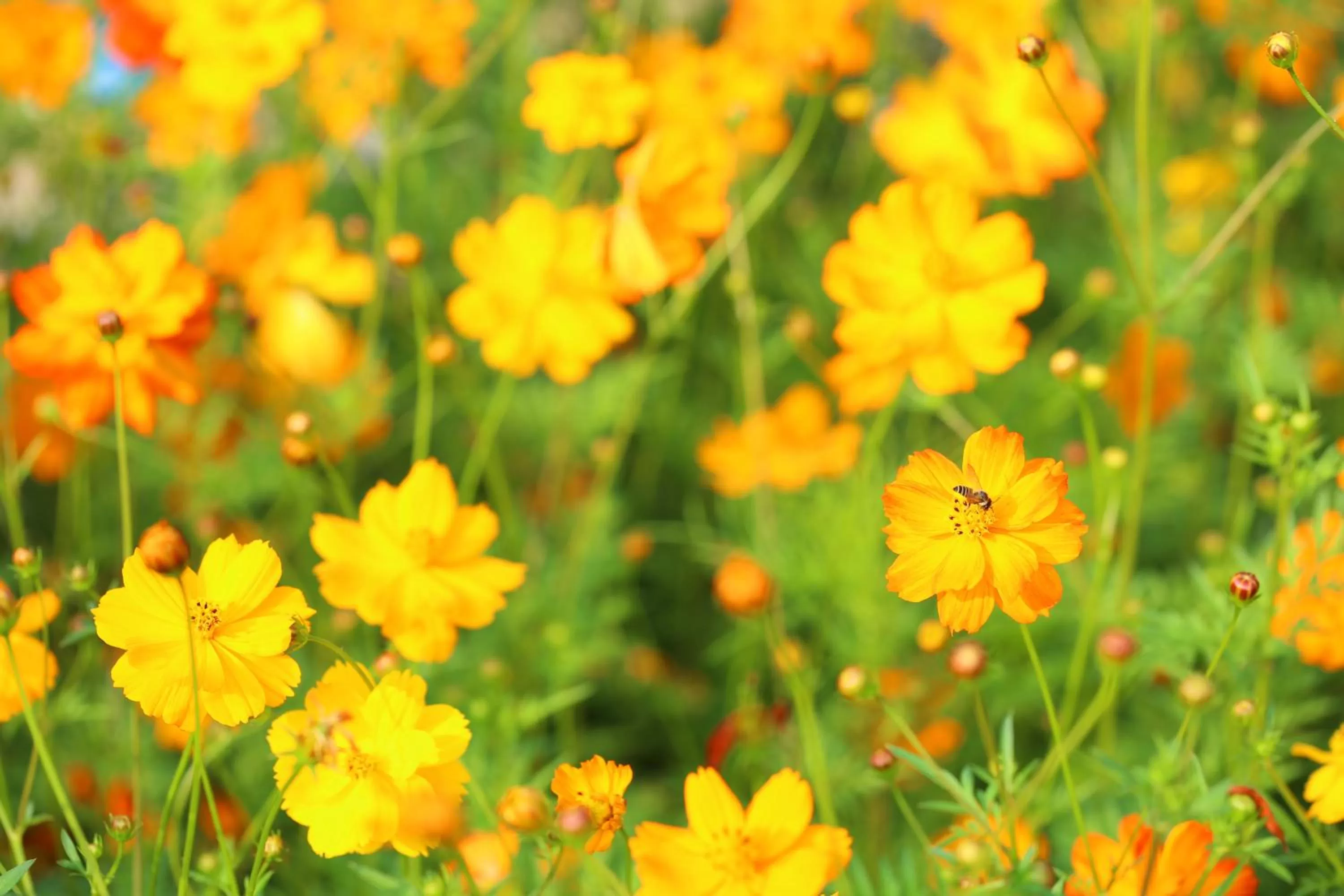 Area and facilities in Crowne Plaza Foshan Nanhai-an IHG Hotel