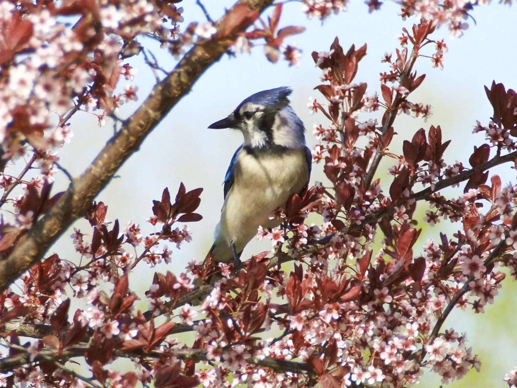 Activities, Other Animals in Wenzler's Landing B&B