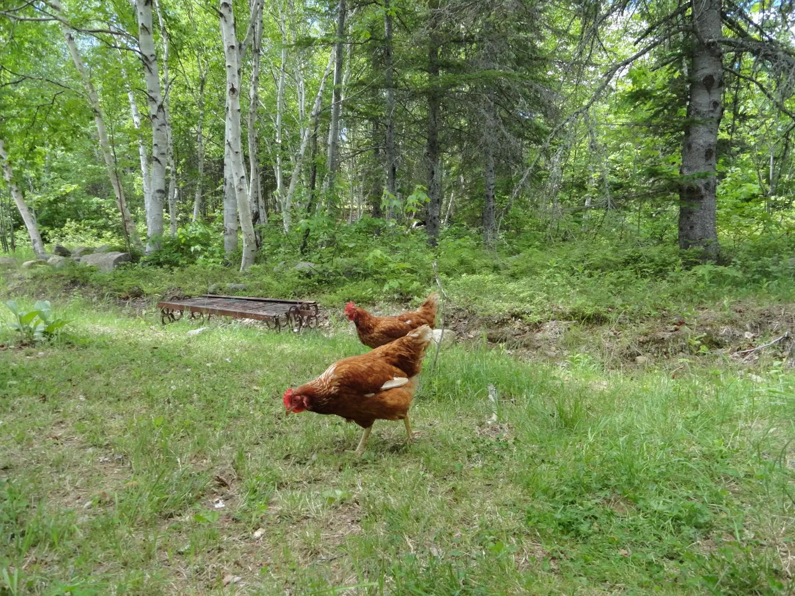 Garden, Other Animals in Auberge Carpe Diem