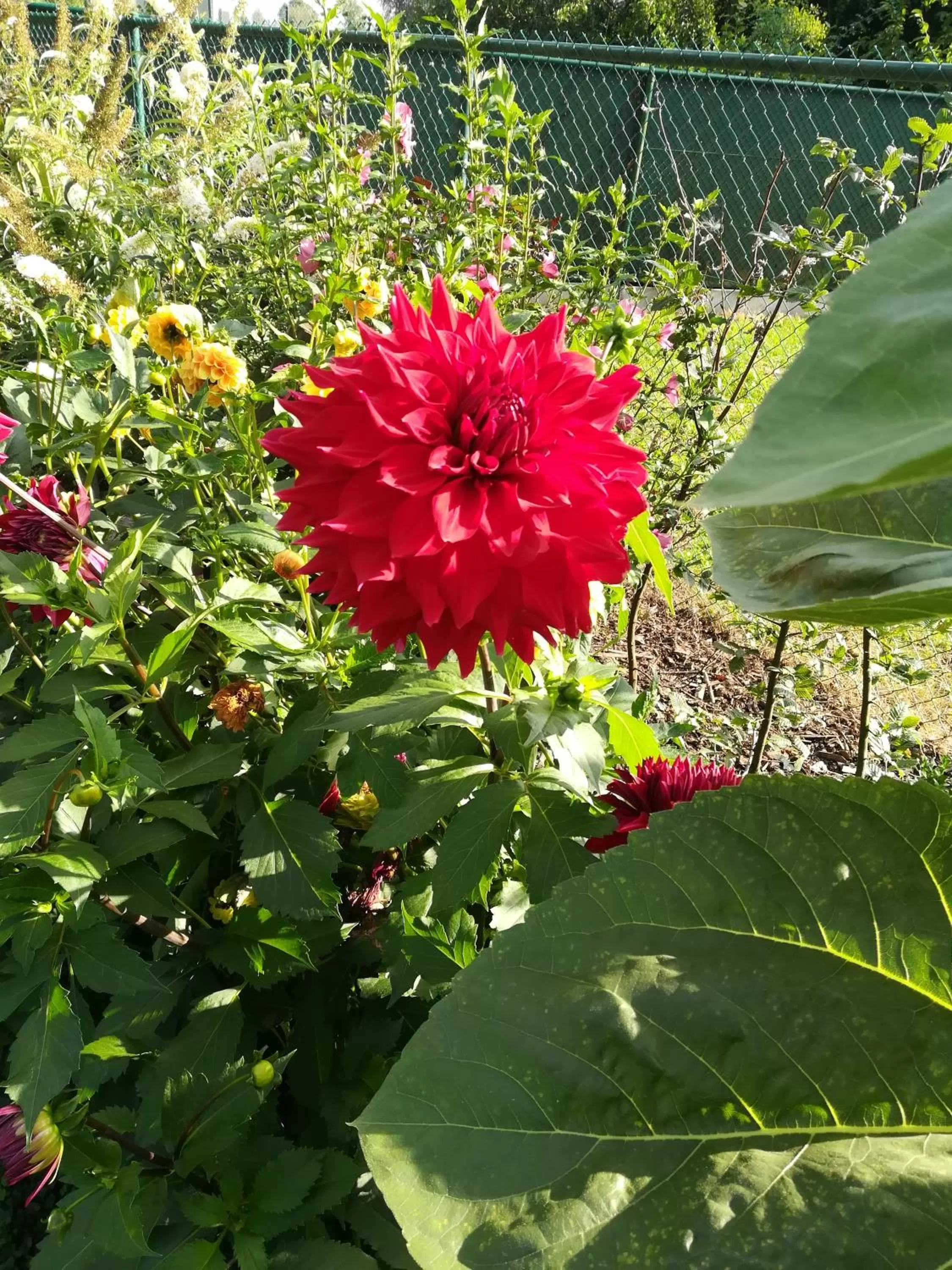 Garden in B&B De Dubbelmolen