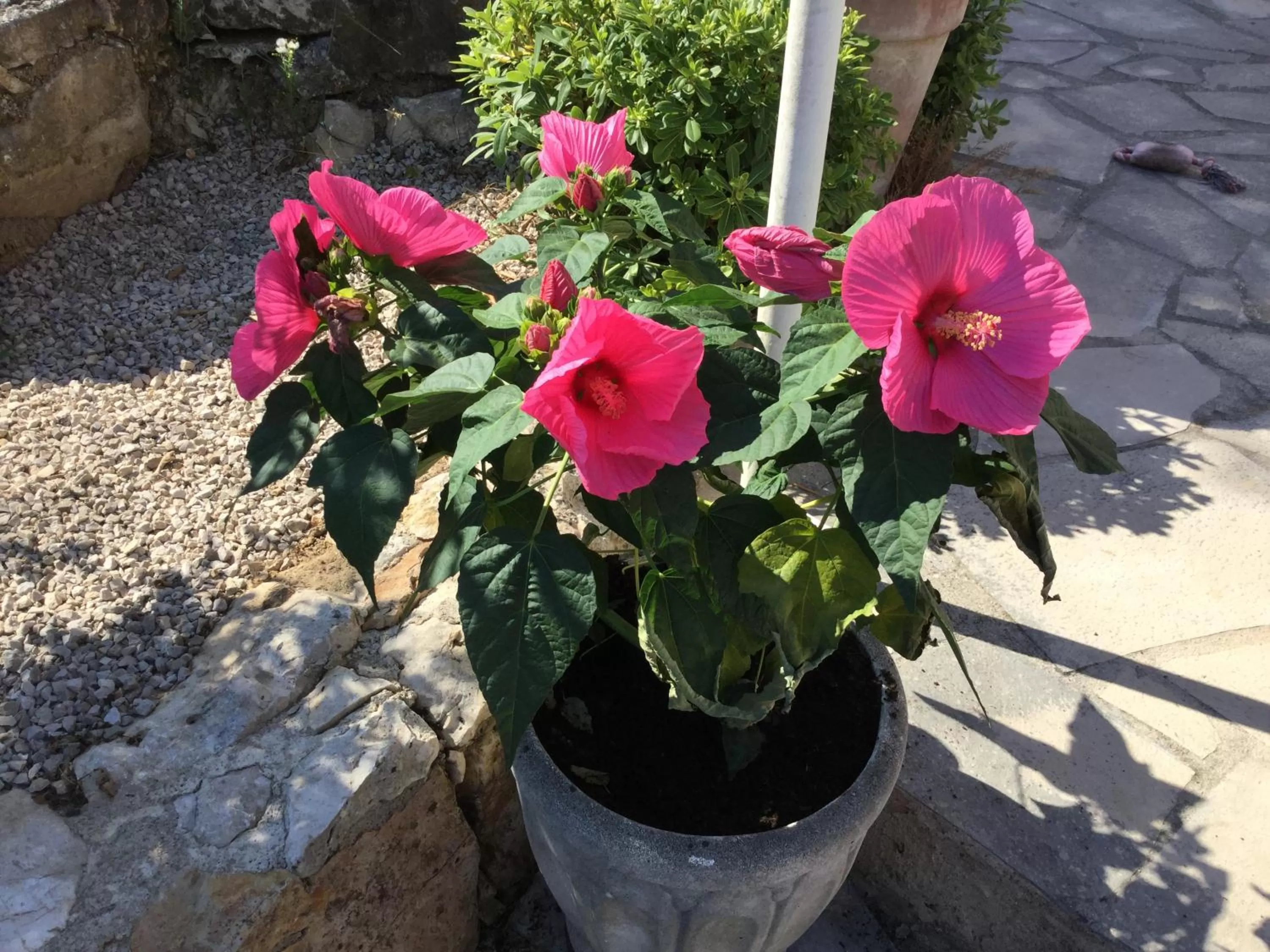 Garden in LE MAS RESCATOR