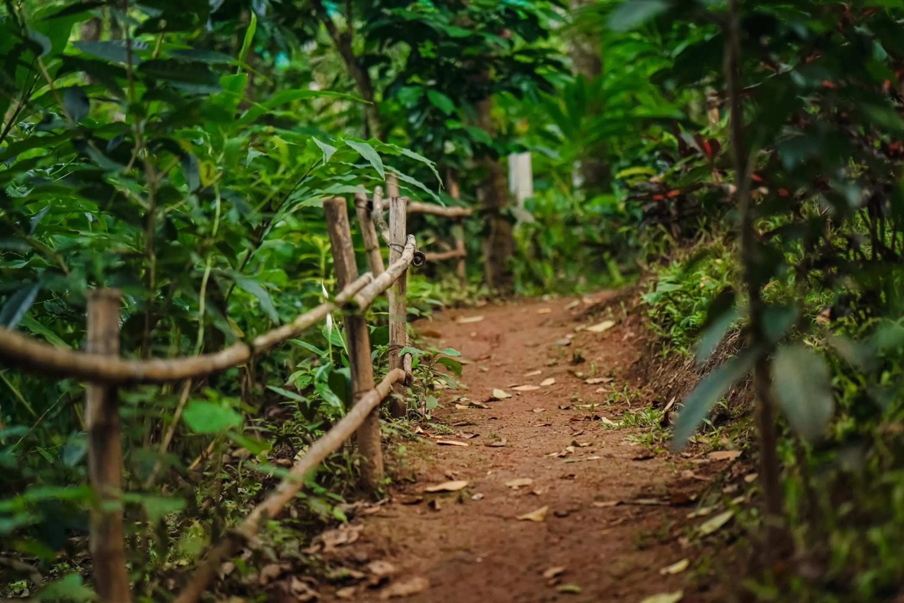 Natural landscape, Other Animals in Edens Munnar