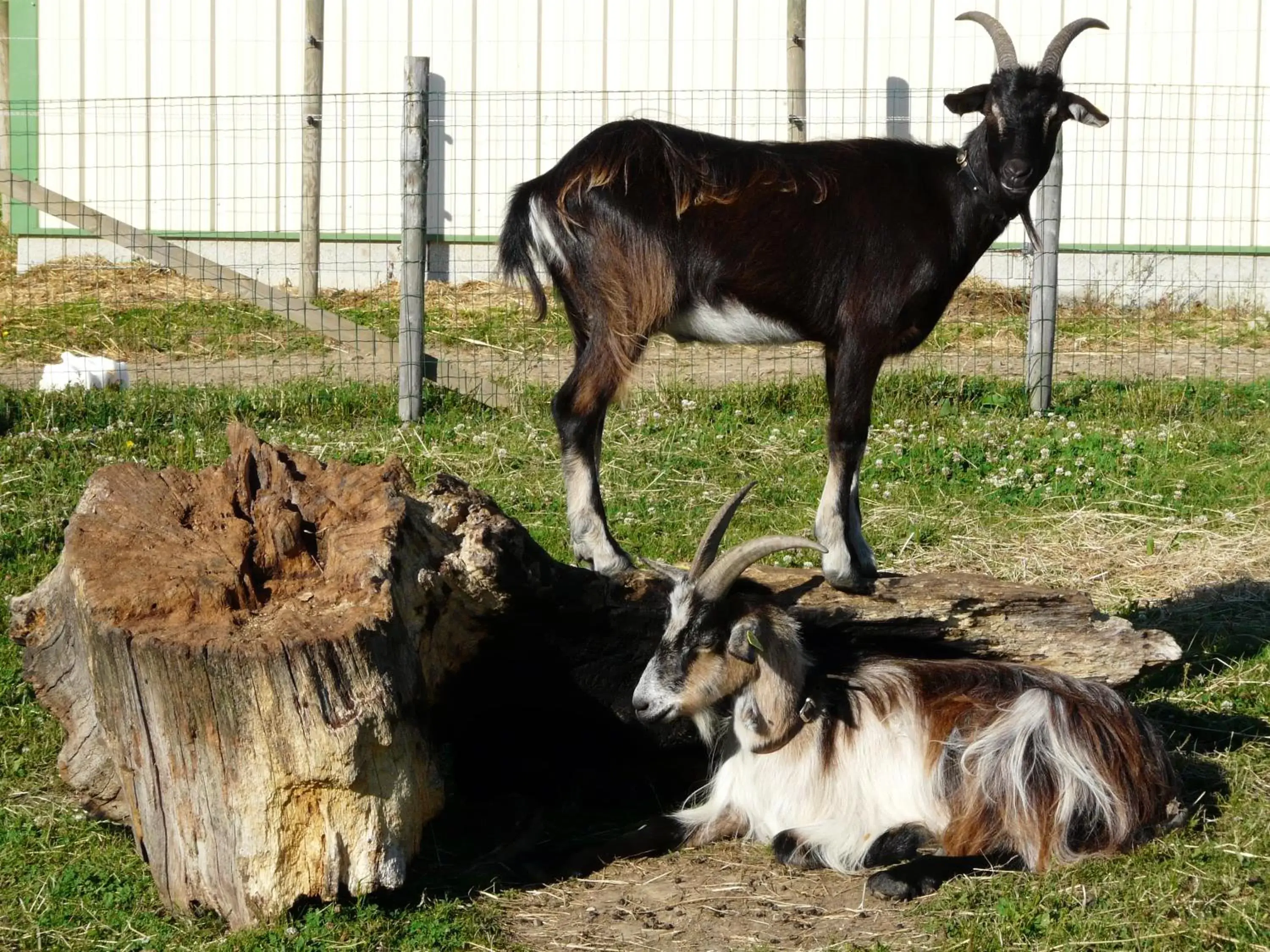 Other Animals in Chambre d'hôtes Le Pot au Lait