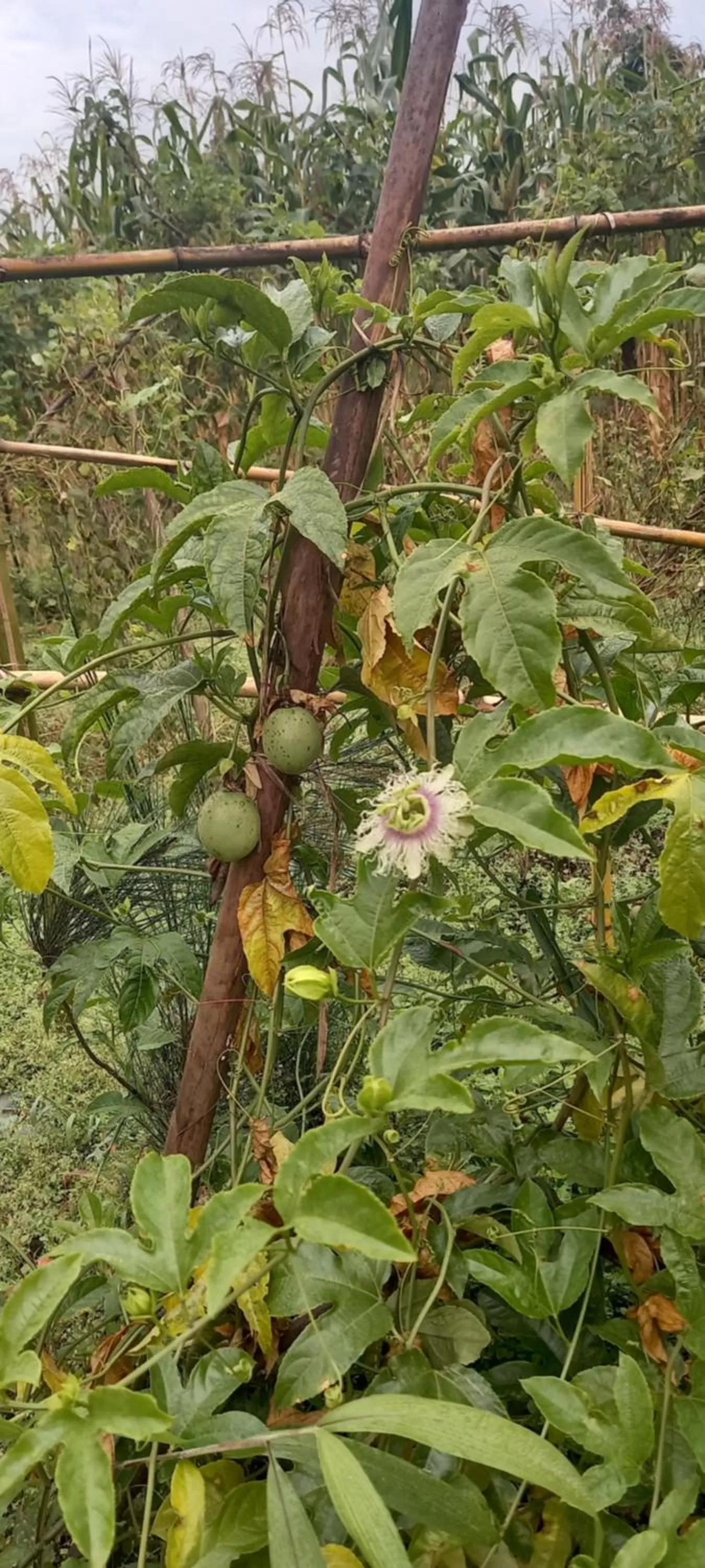 Garden in Fravan Eco Resort By Apogee