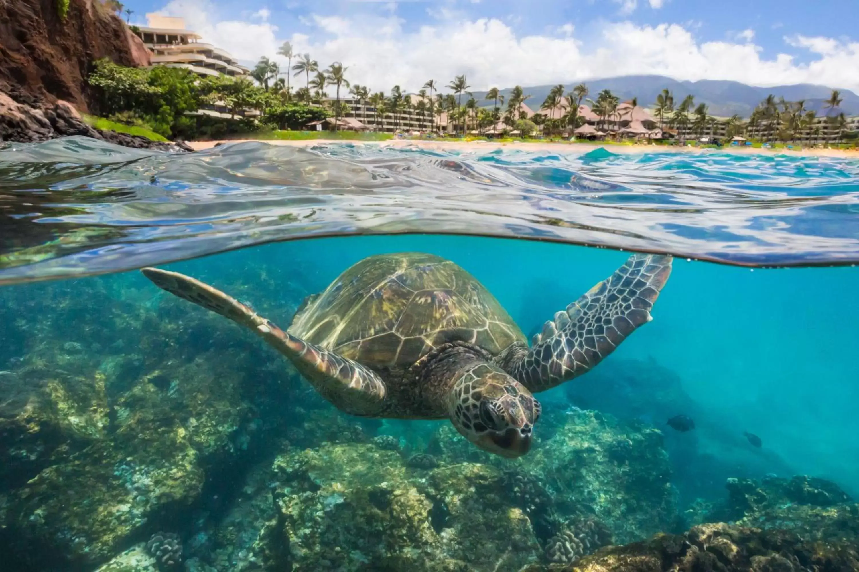 Beach, Other Animals in Sheraton Maui Resort & Spa