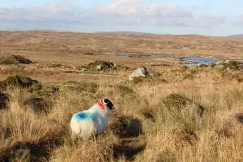 Natural landscape in Clifden Bay Lodge