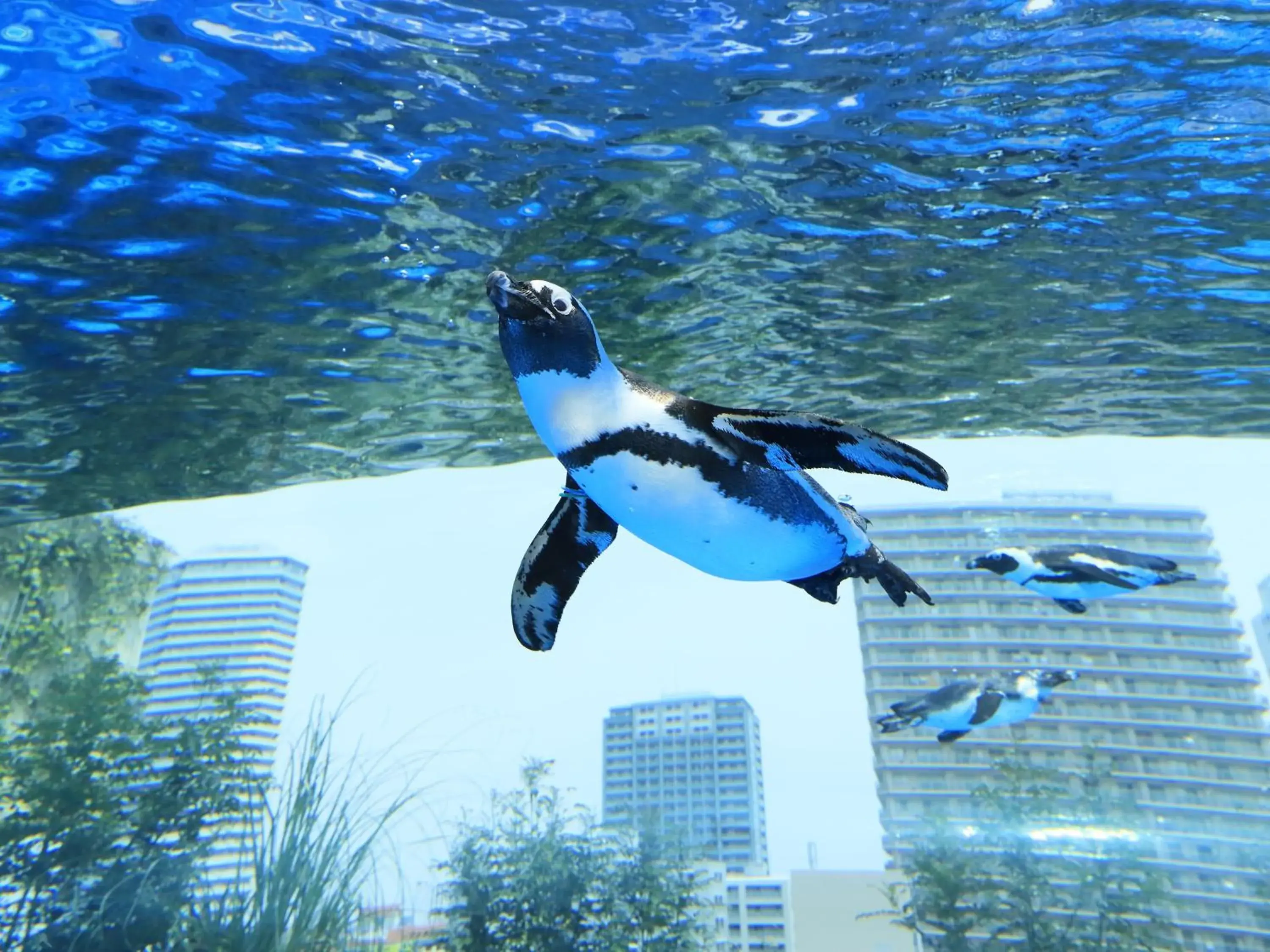 Nearby landmark, Other Animals in Hotel Wing International Select Ikebukuro