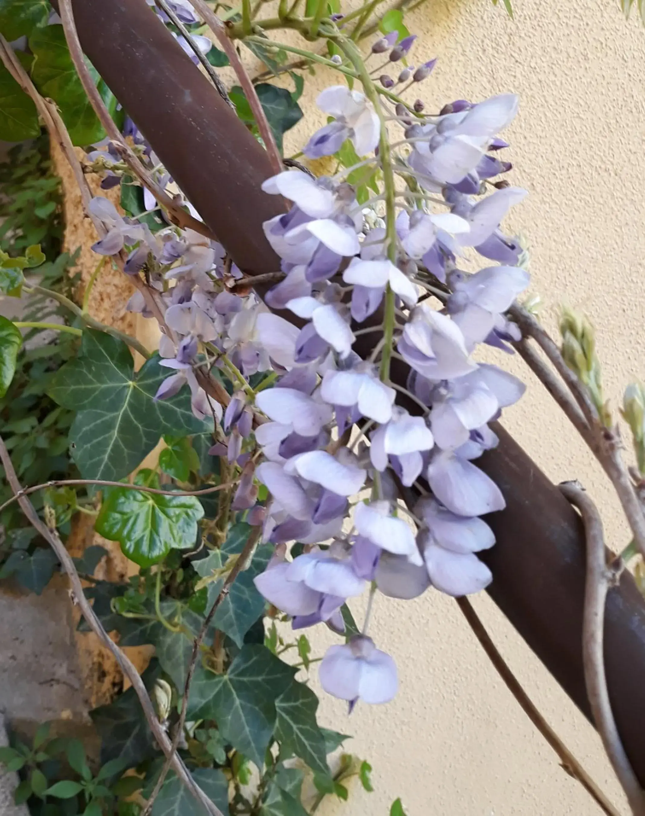 Decorative detail in Hotel Minerva