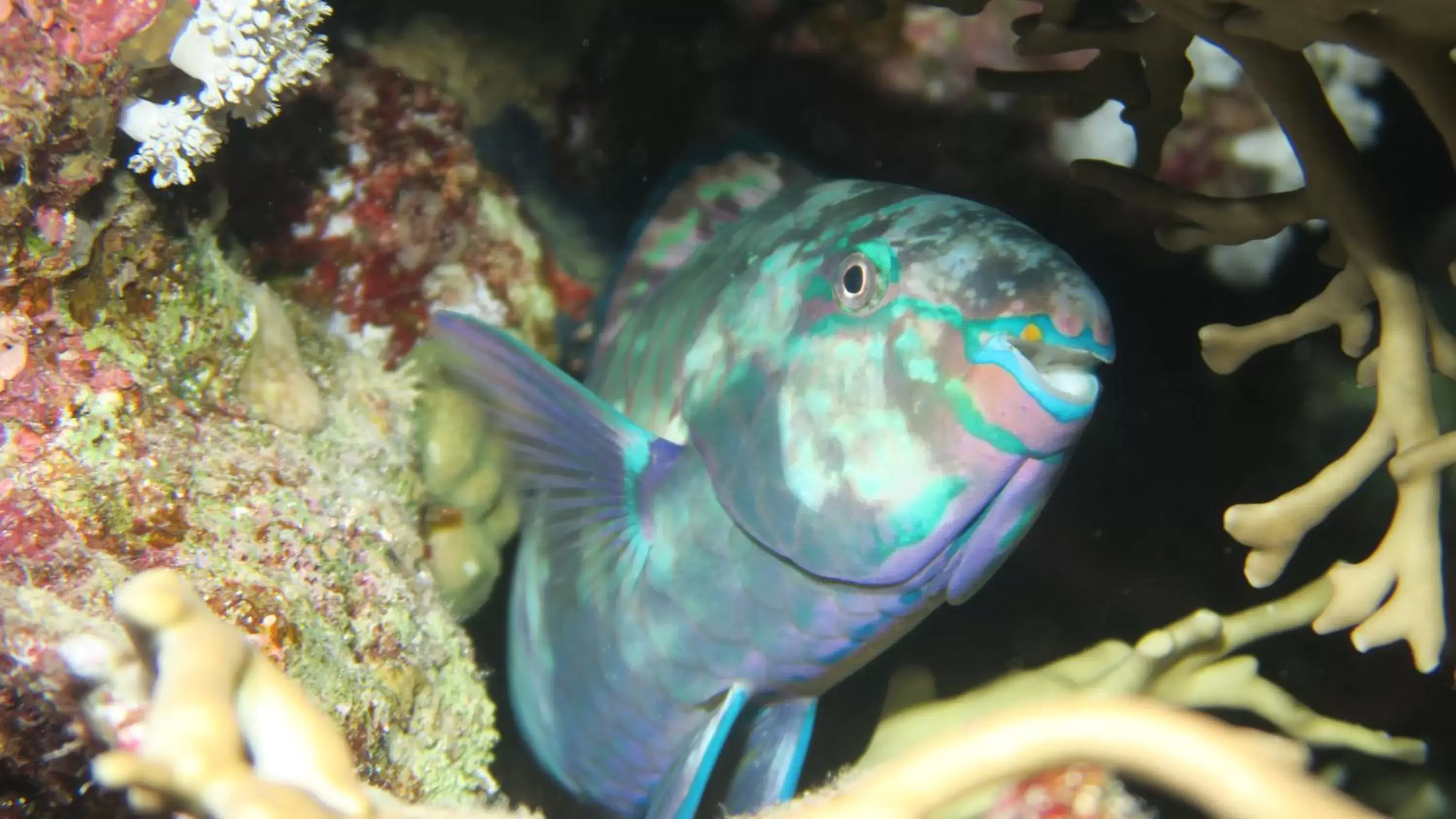 Snorkeling, Other Animals in Coral Sun Beach