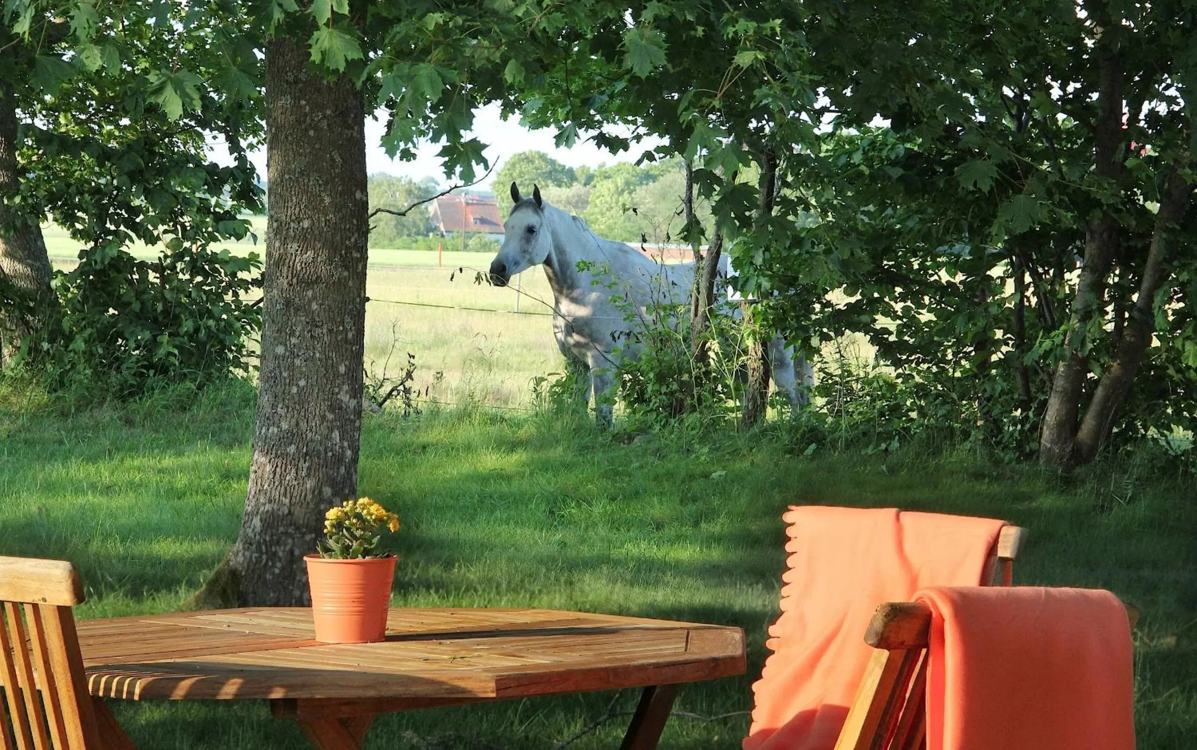Garden in Tryde 1303 B&B på Österlen