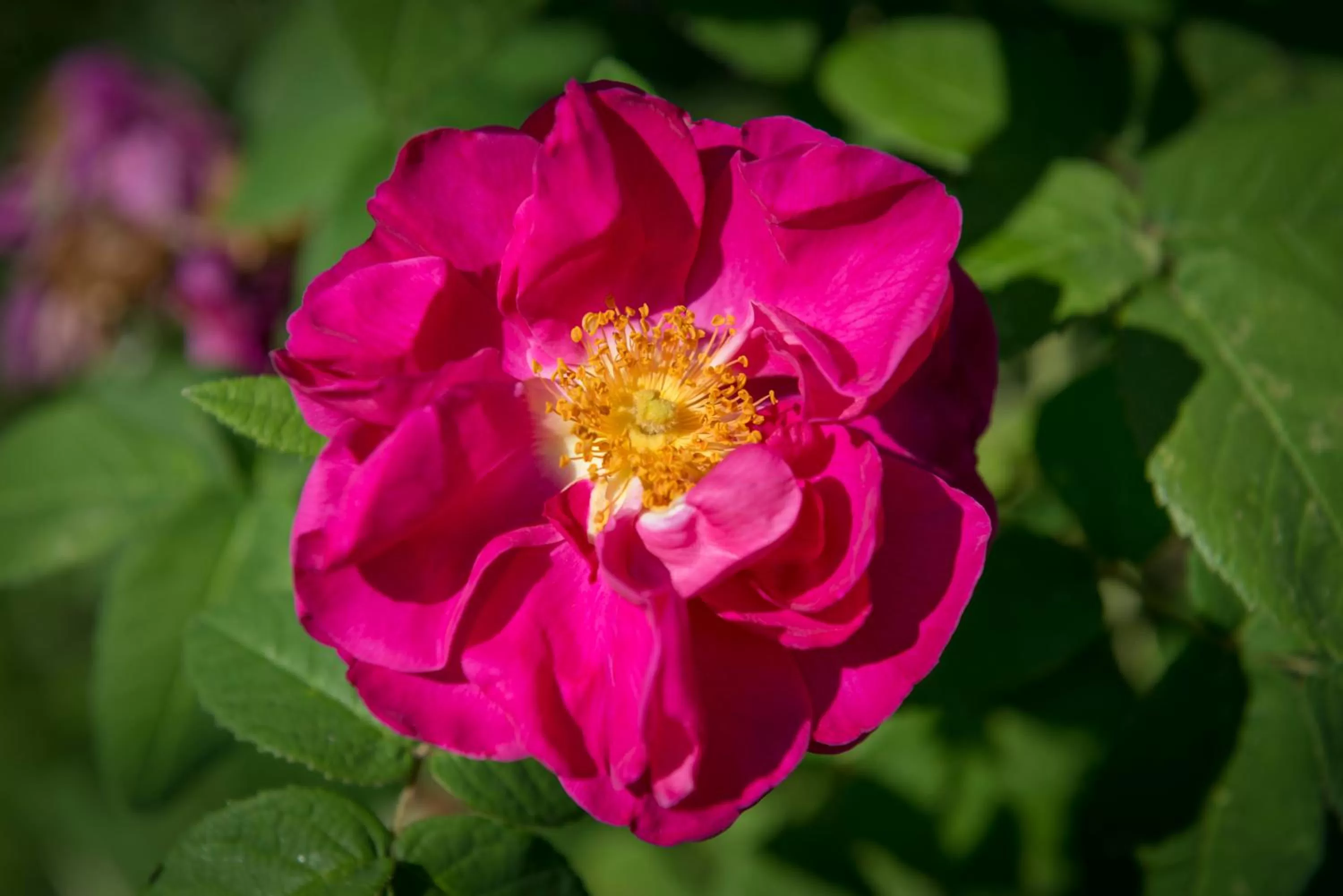 Nearby landmark in Hôtel Aux Vieux Remparts, The Originals Relais