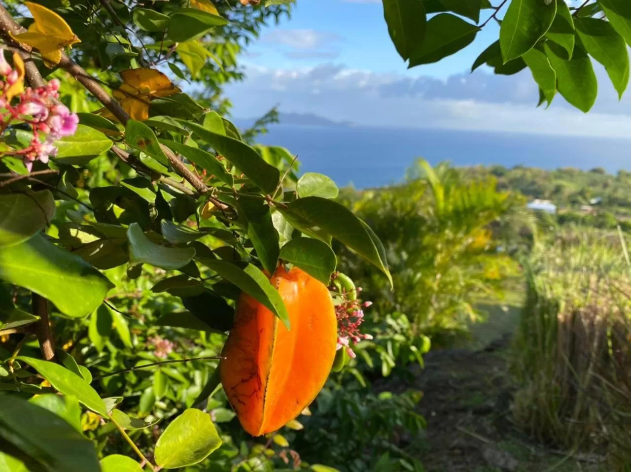 Villa Cajou chambres d'hôtes chez l'habitant et Zanzibar cottage