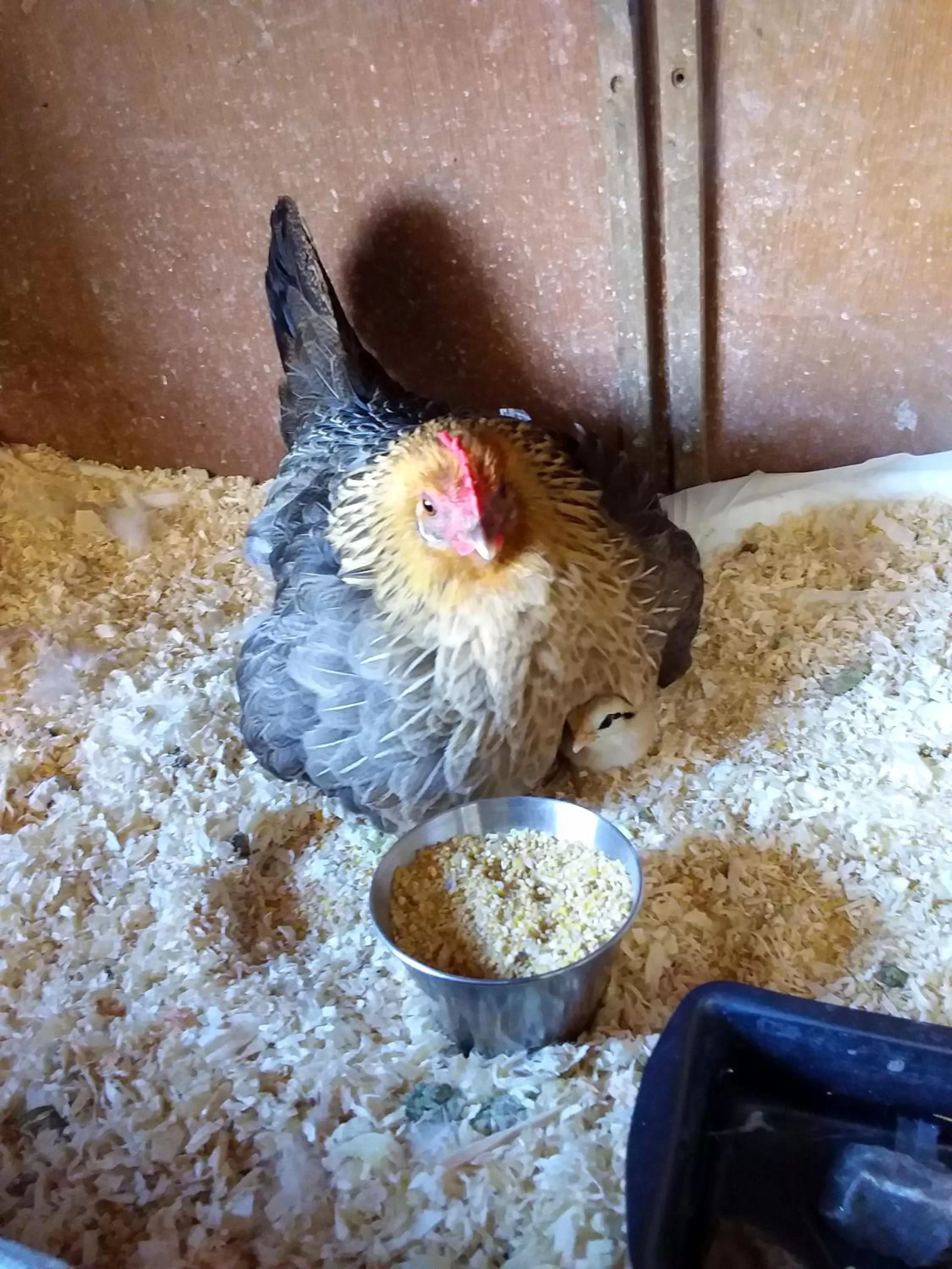 Animals in B&B Podere Legnotorto