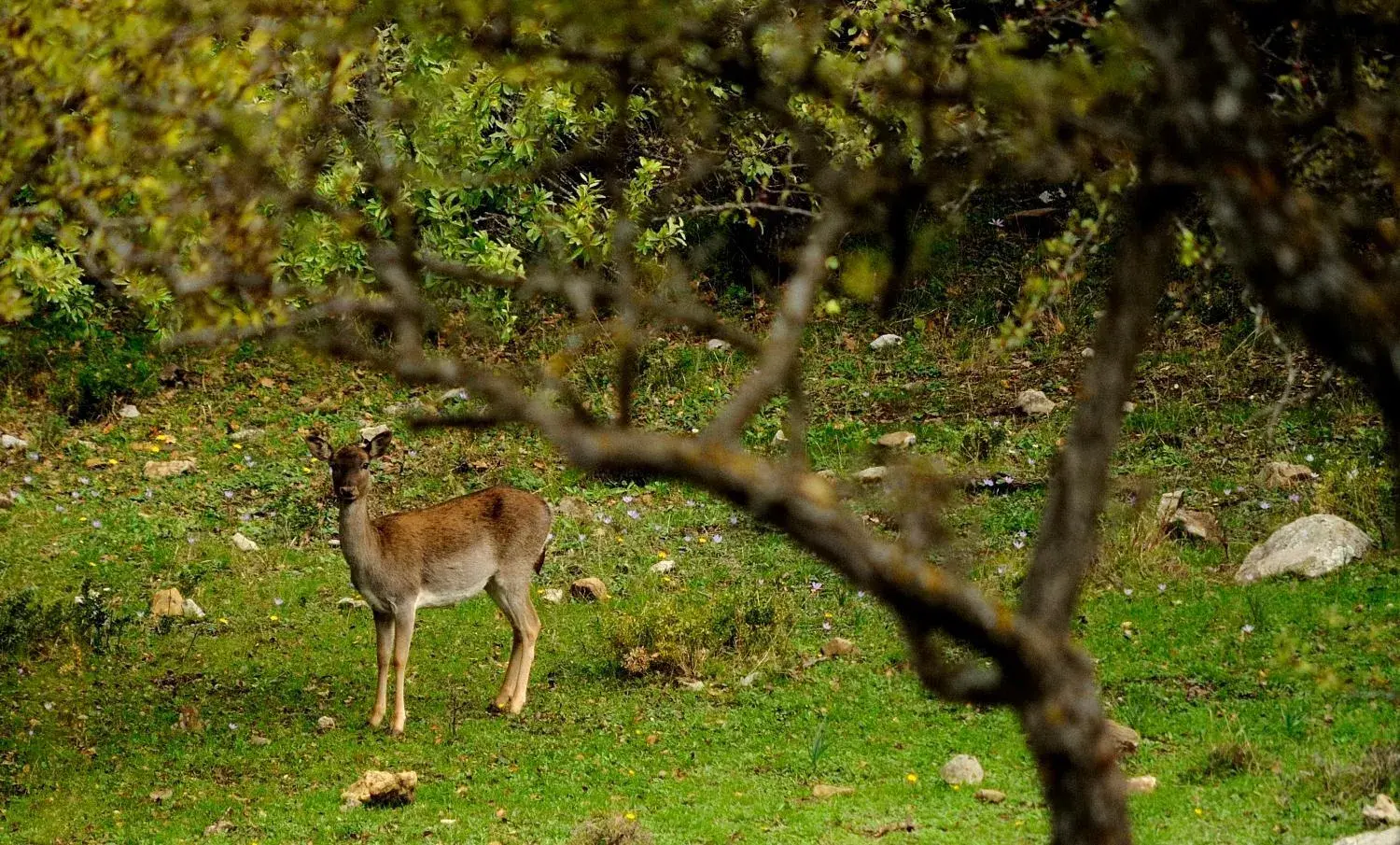 Hiking, Other Animals in Hotel Residenza Petra