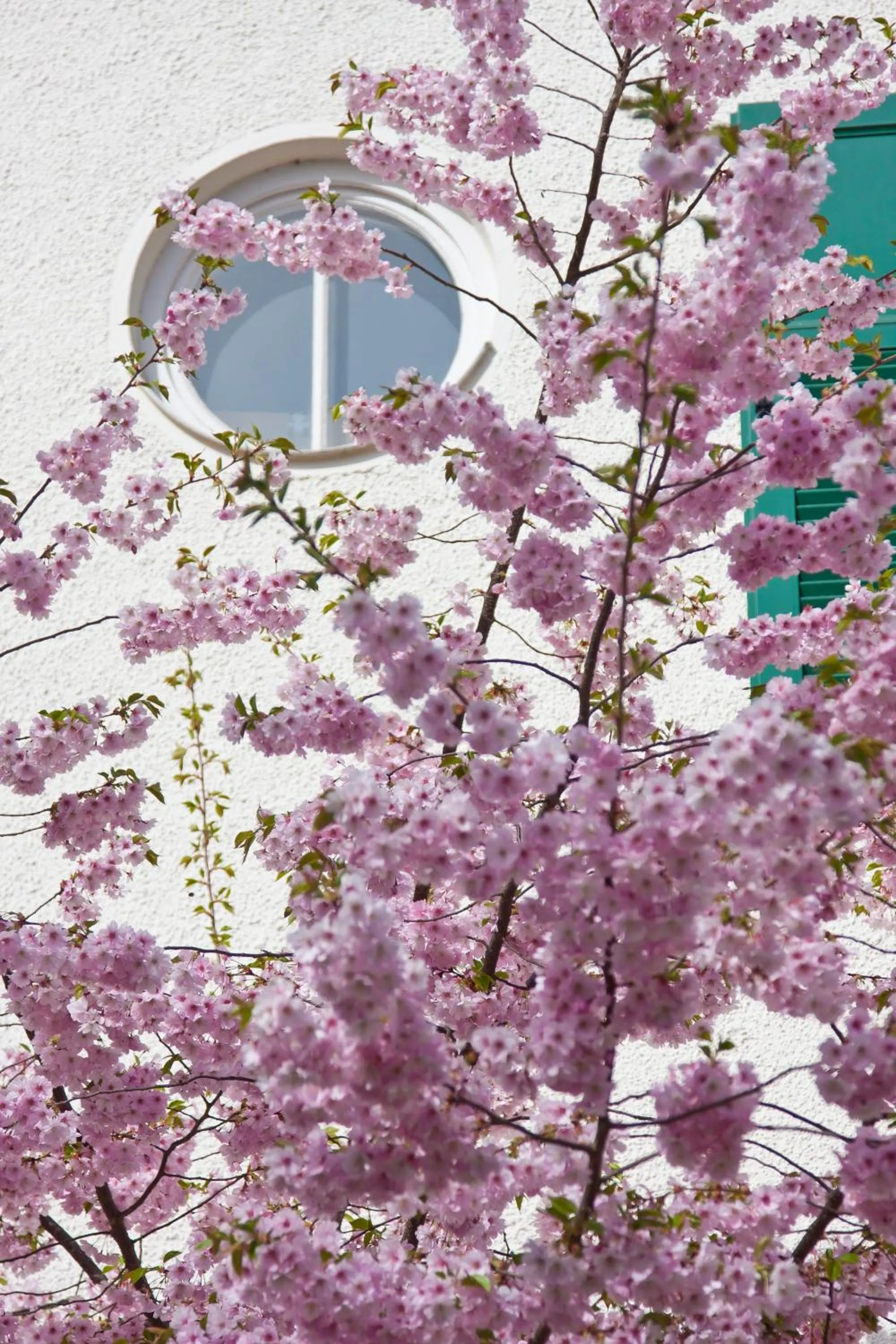 Facade/entrance in Villa Arborea