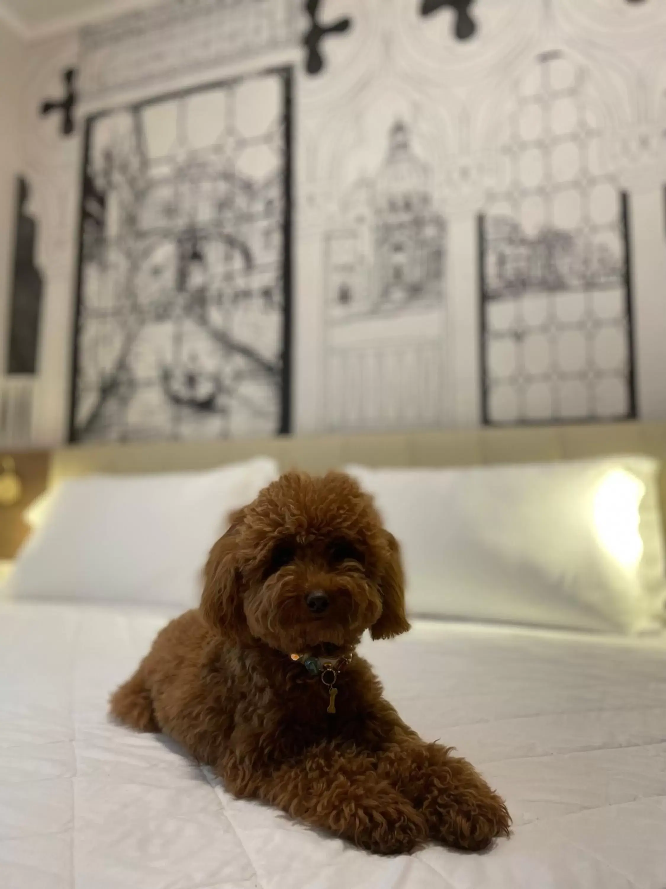 Pets in Hotel Marco Polo