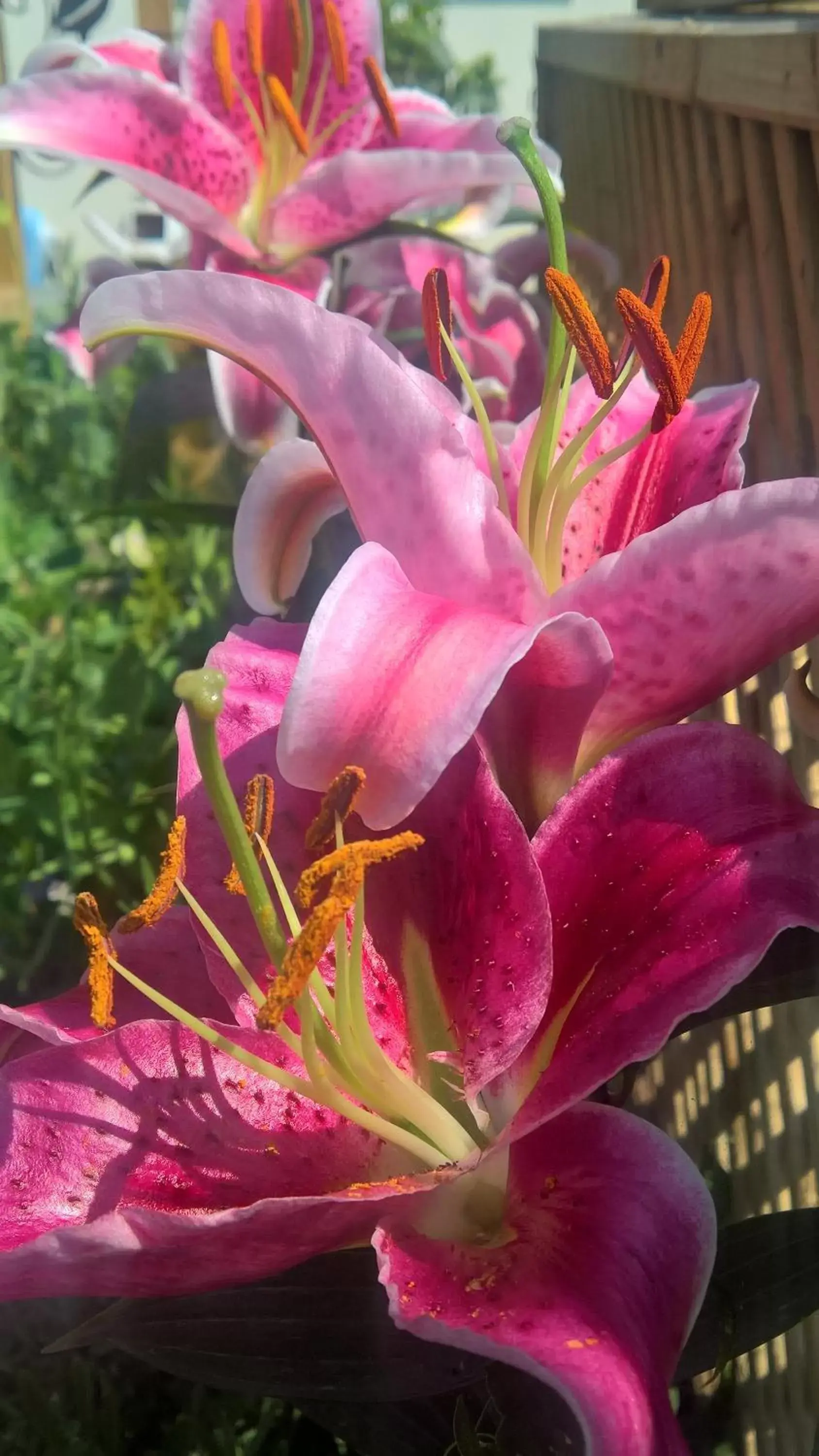 Garden view in Owly 'Ouse