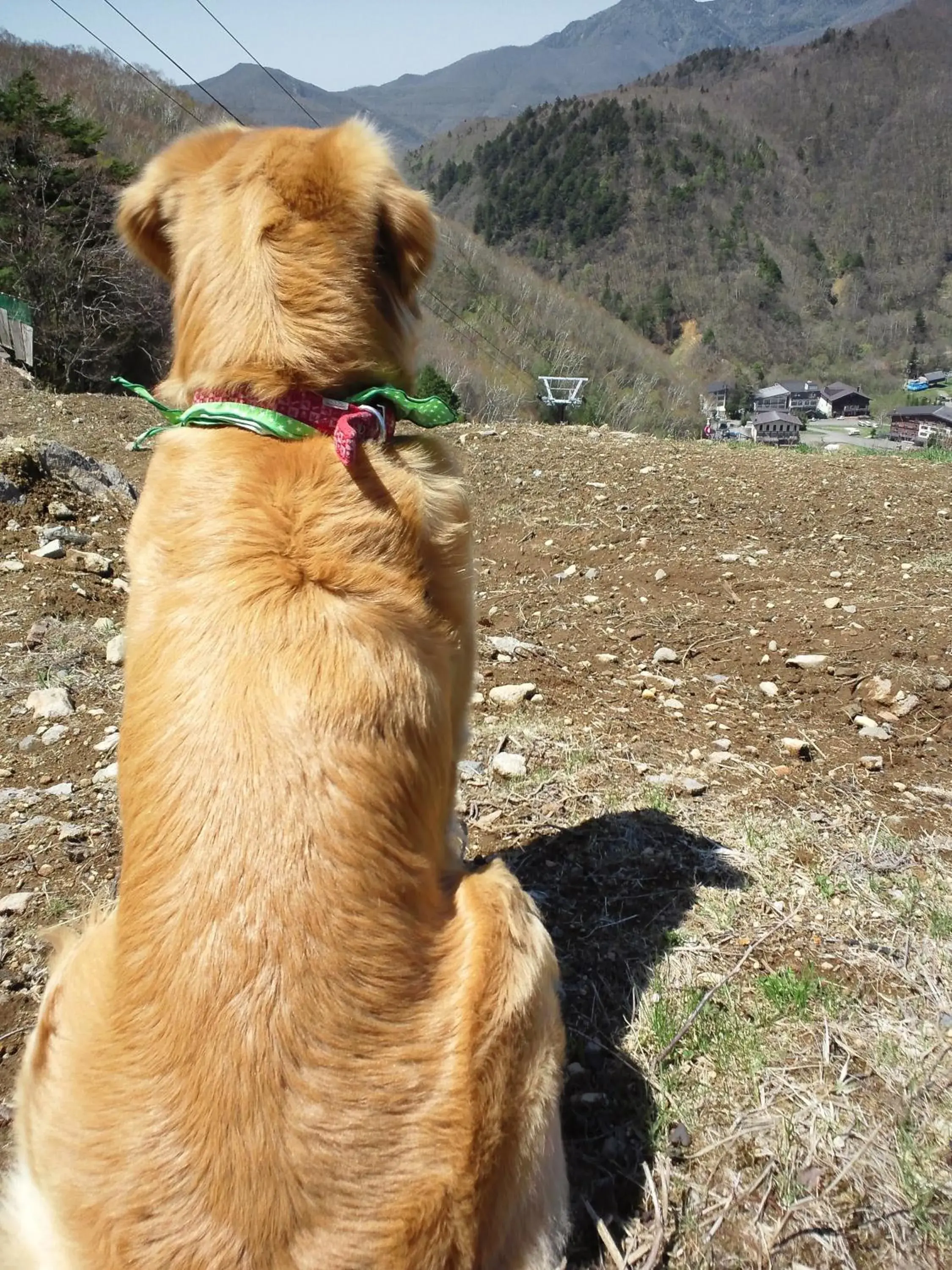 Animals, Pets in Shiga Lake Hotel