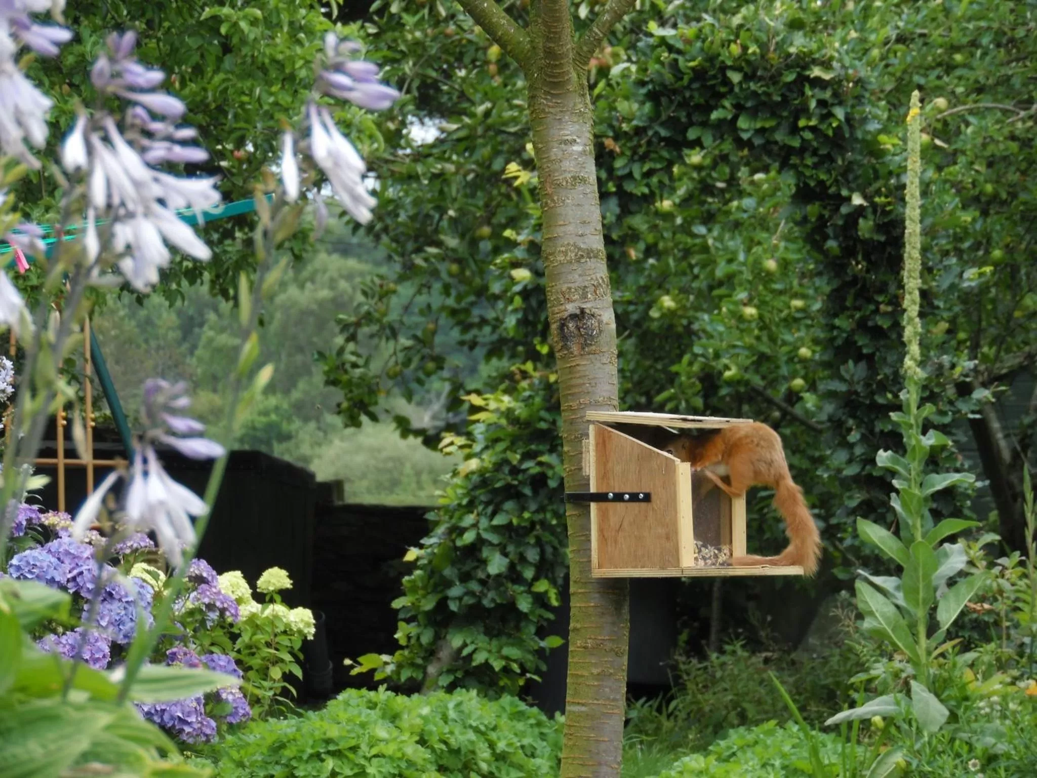 Animals in The Haven B&B