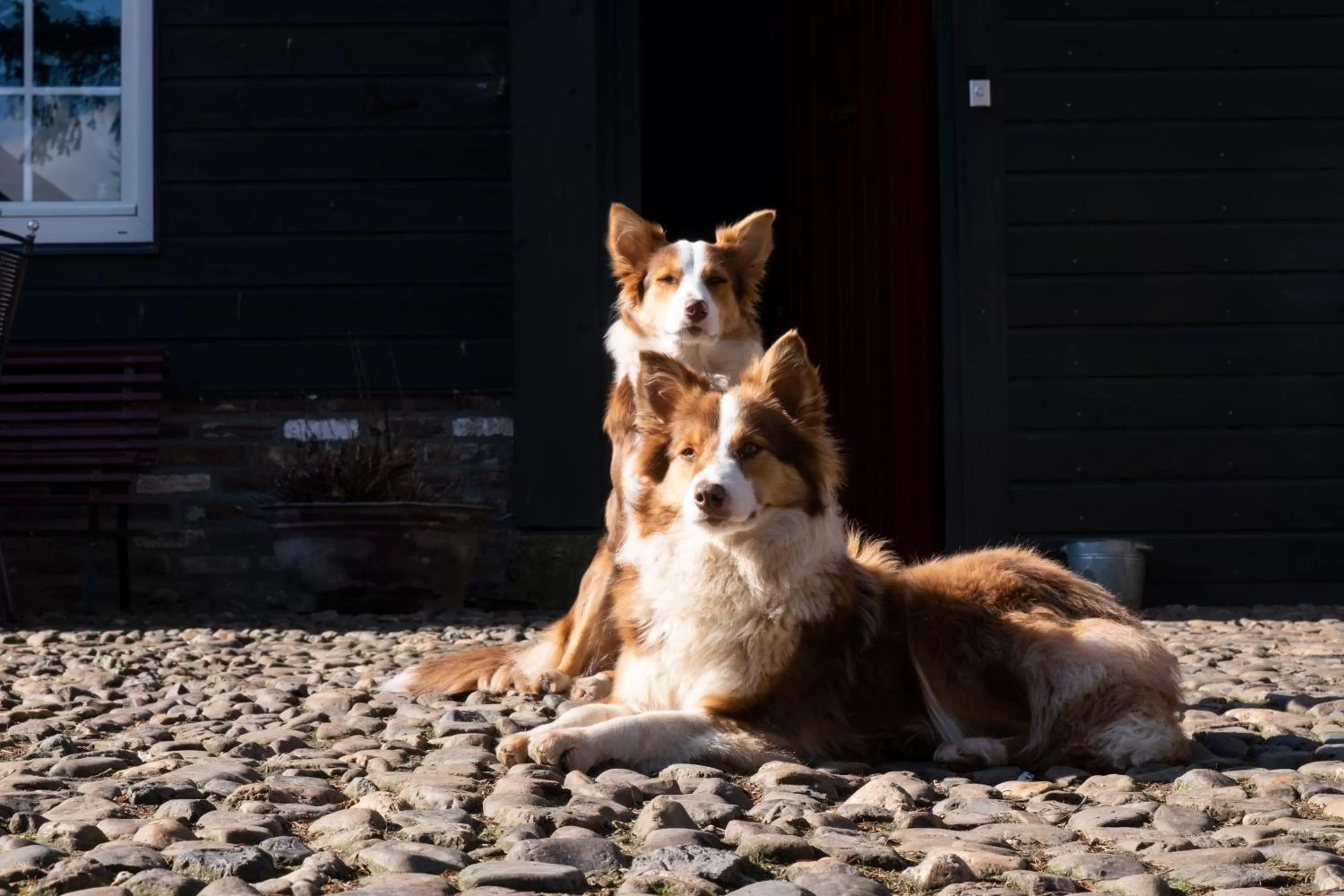 Pets in Meschermolen, overnachten in de schuur
