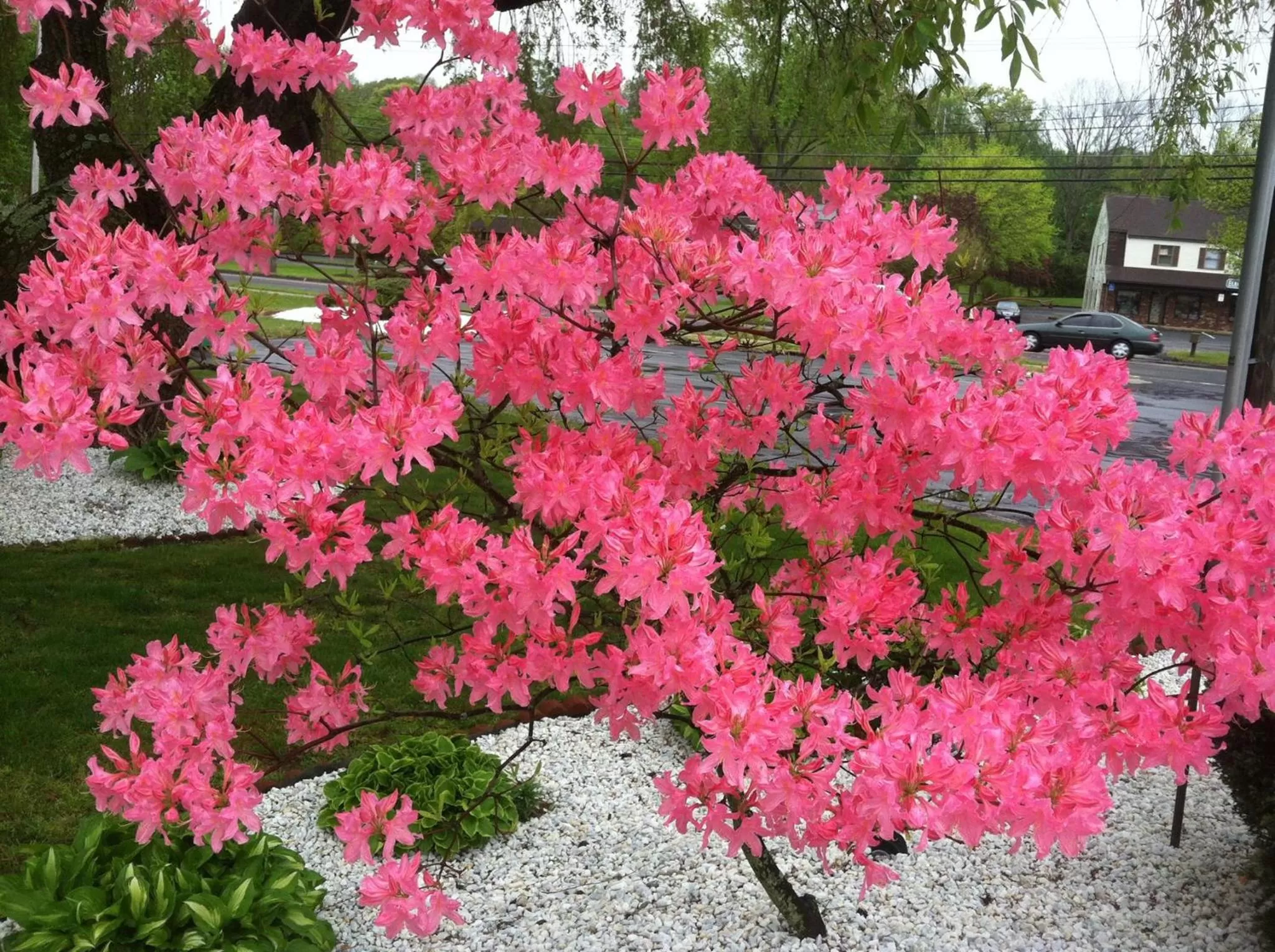 Garden in Cheshire Welcome Inn