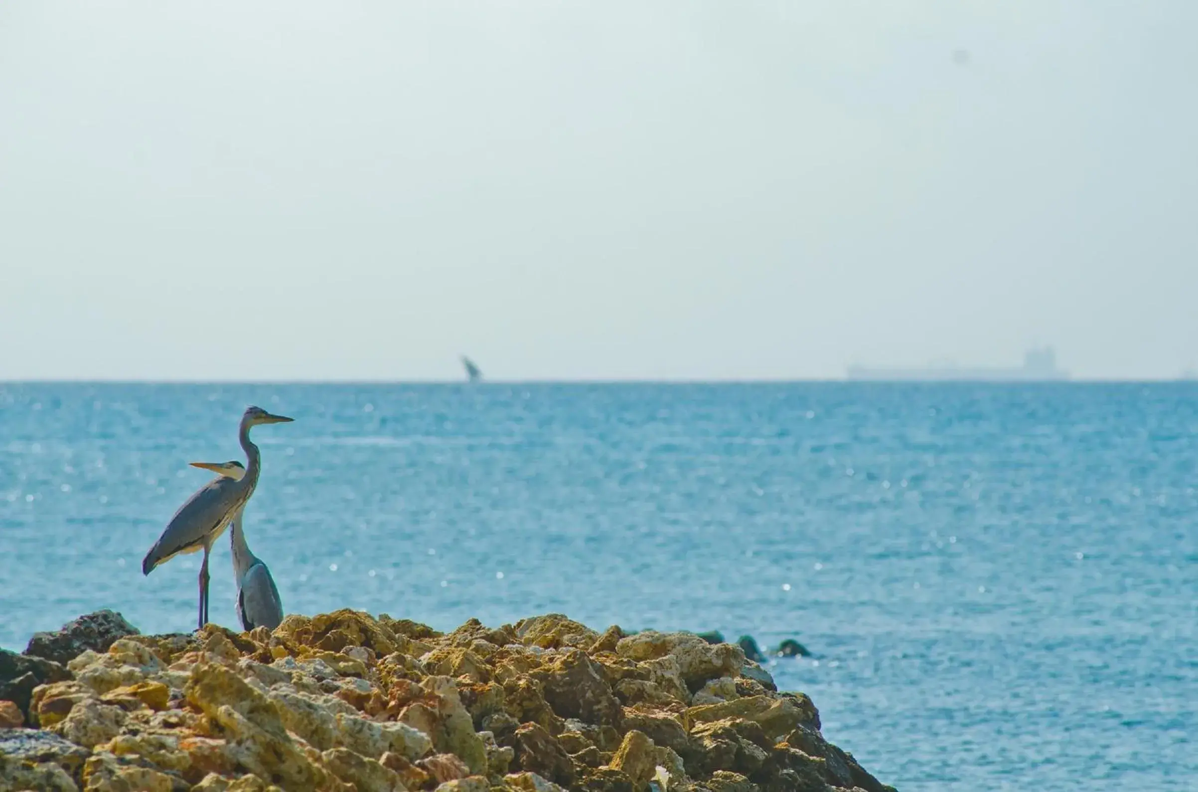 Sea view in White Sands Hotel Sea view in White Sands Hotel