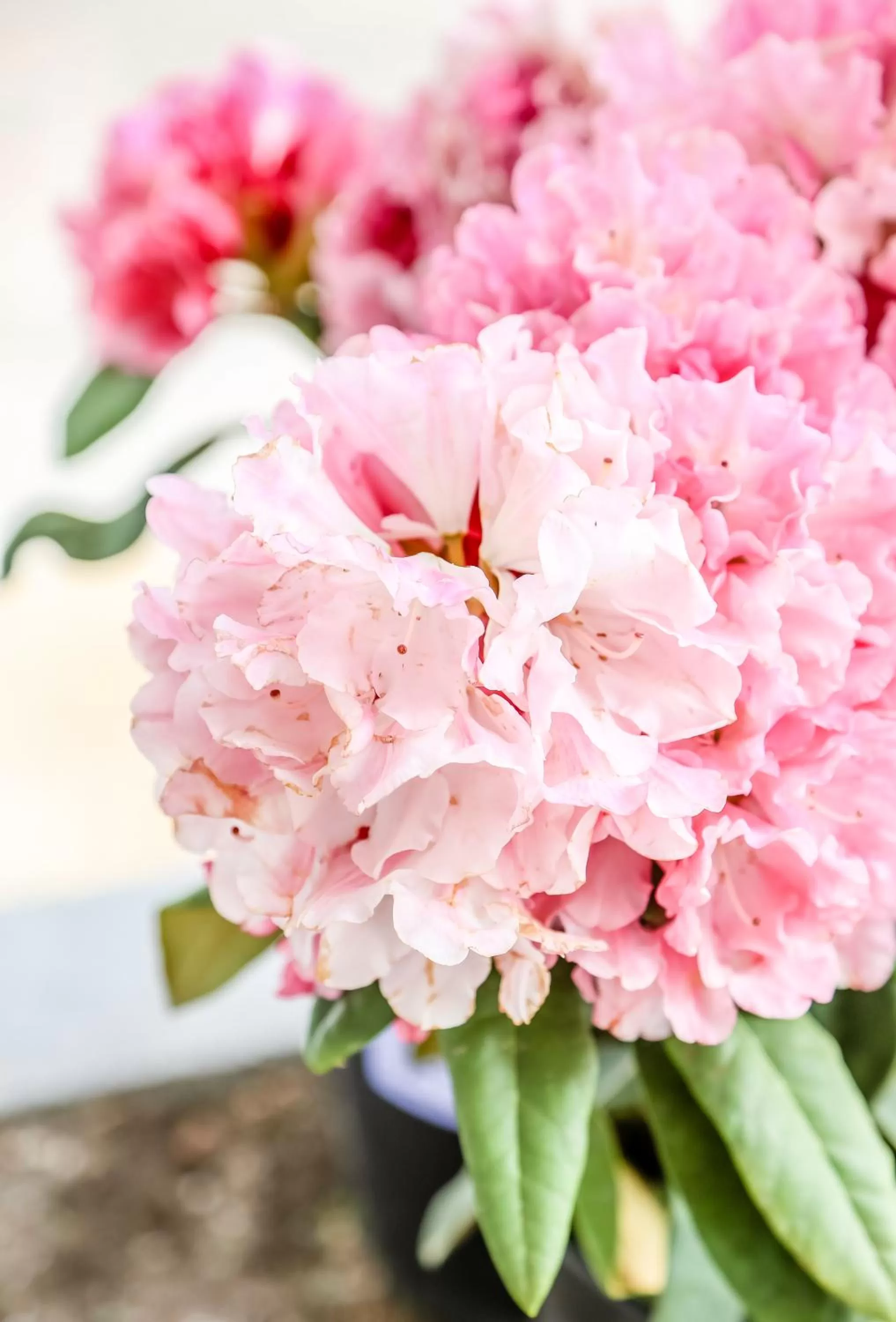 Decorative detail in Inn on Canyon