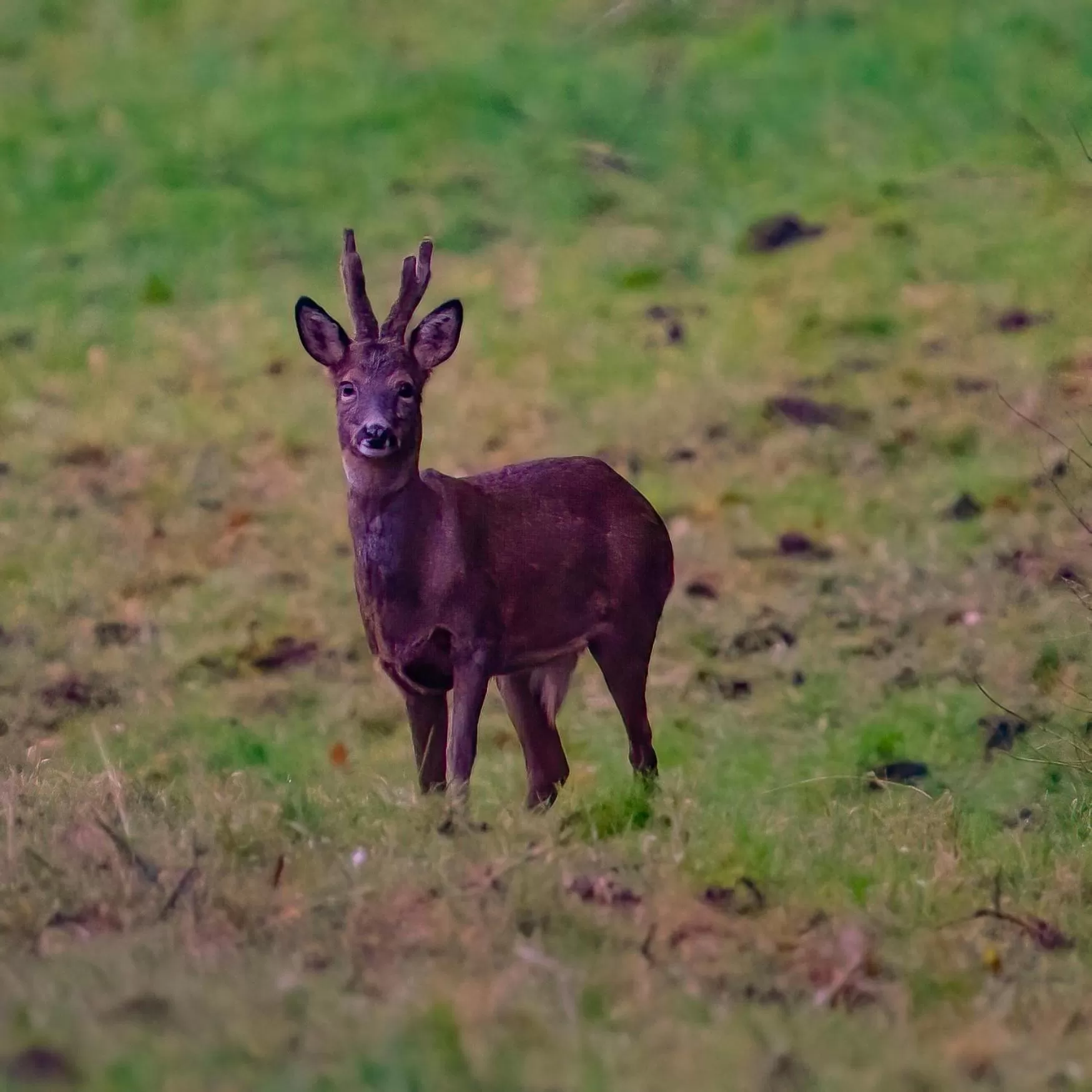 Property building, Other Animals in Retreat at The Knowe Auchincruive Estate