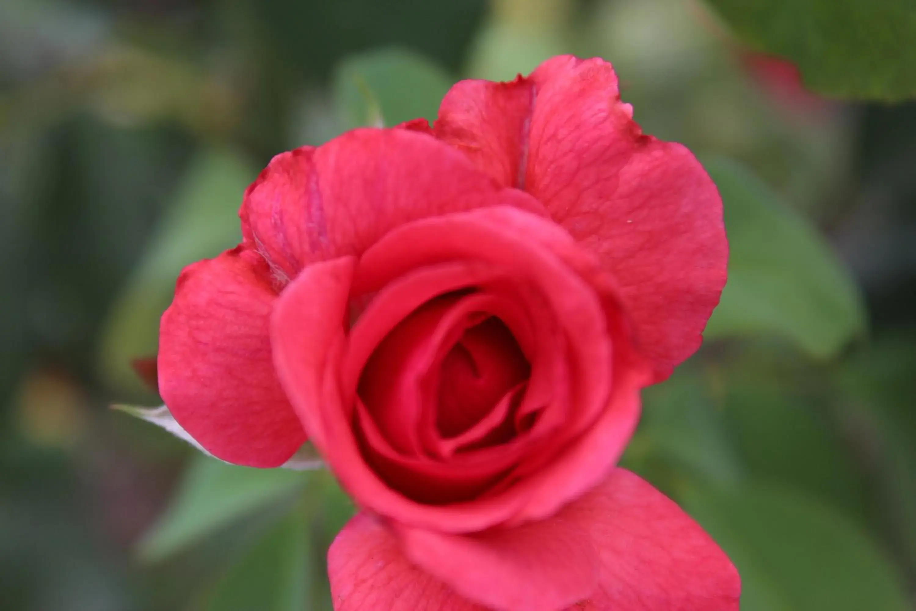 Garden view in Tourway Inn Garden view in Tourway Inn
