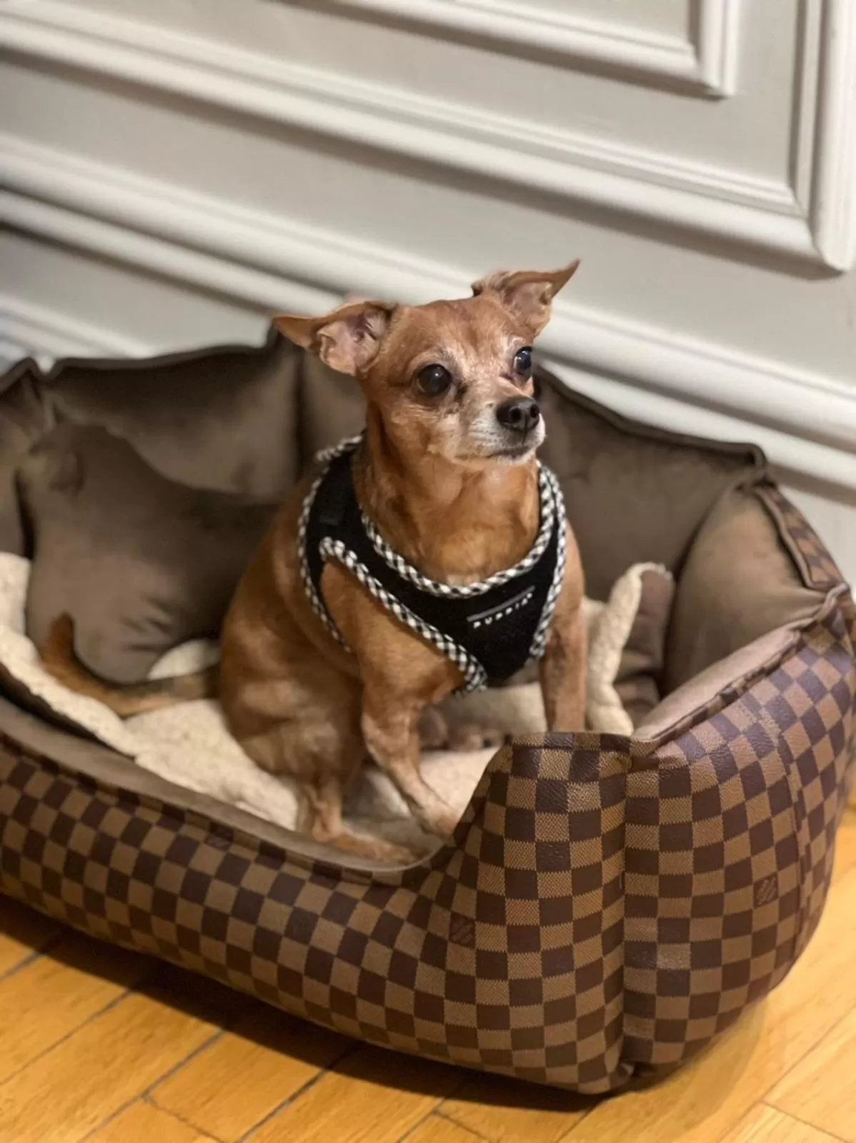 Pets in Hotel Bergstätter Hof