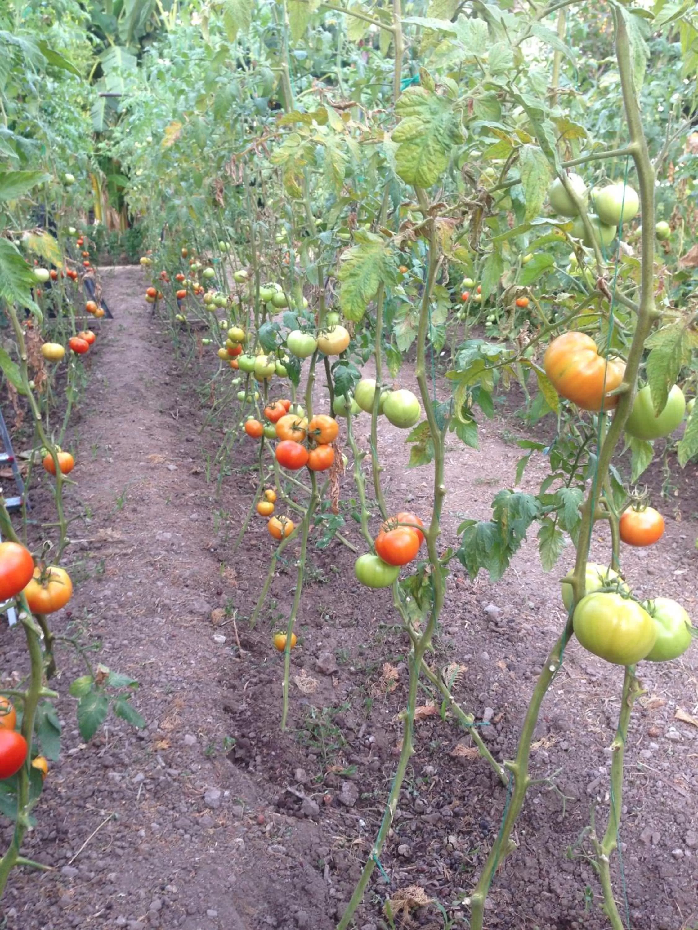 Garden in Sun Garden Apart Hotel