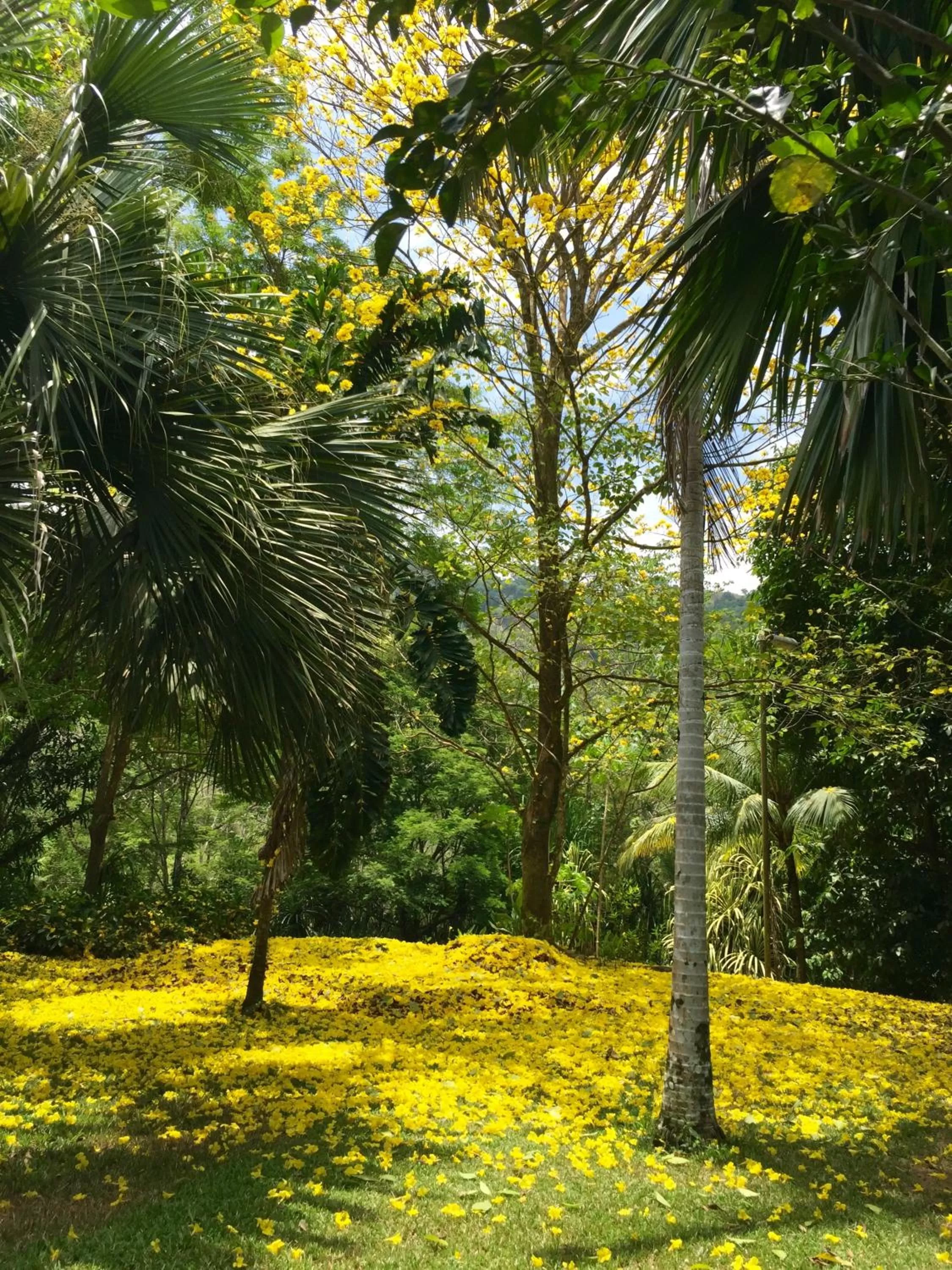 Patio in Pumilio Mountain & Ocean Hotel