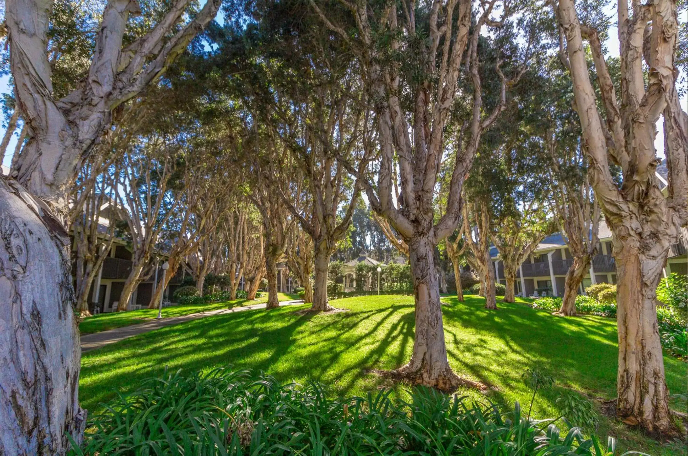 Natural landscape, Garden in Carlsbad by the Sea Hotel