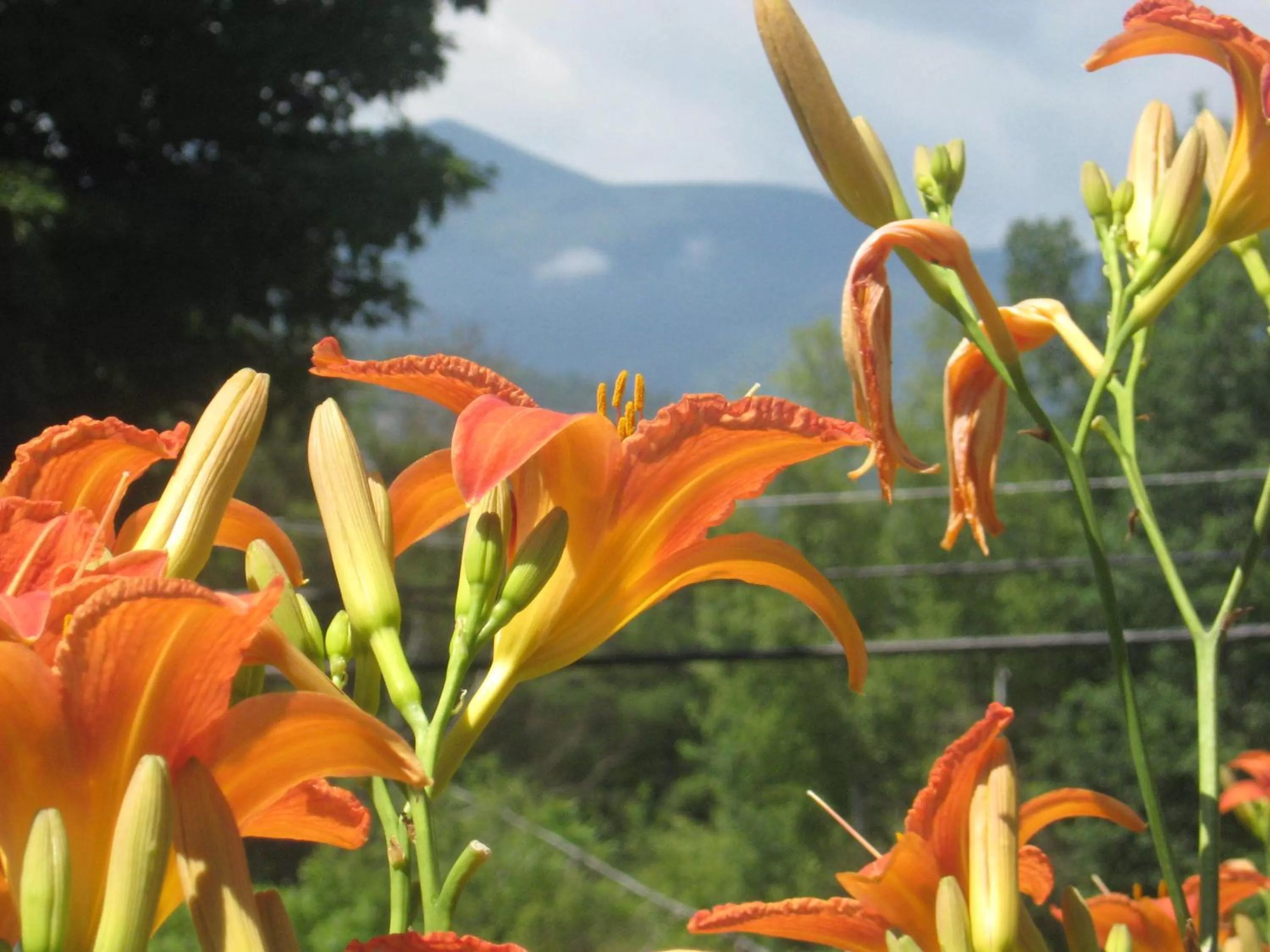 View (from property/room) in Cathedral Ledge Resort