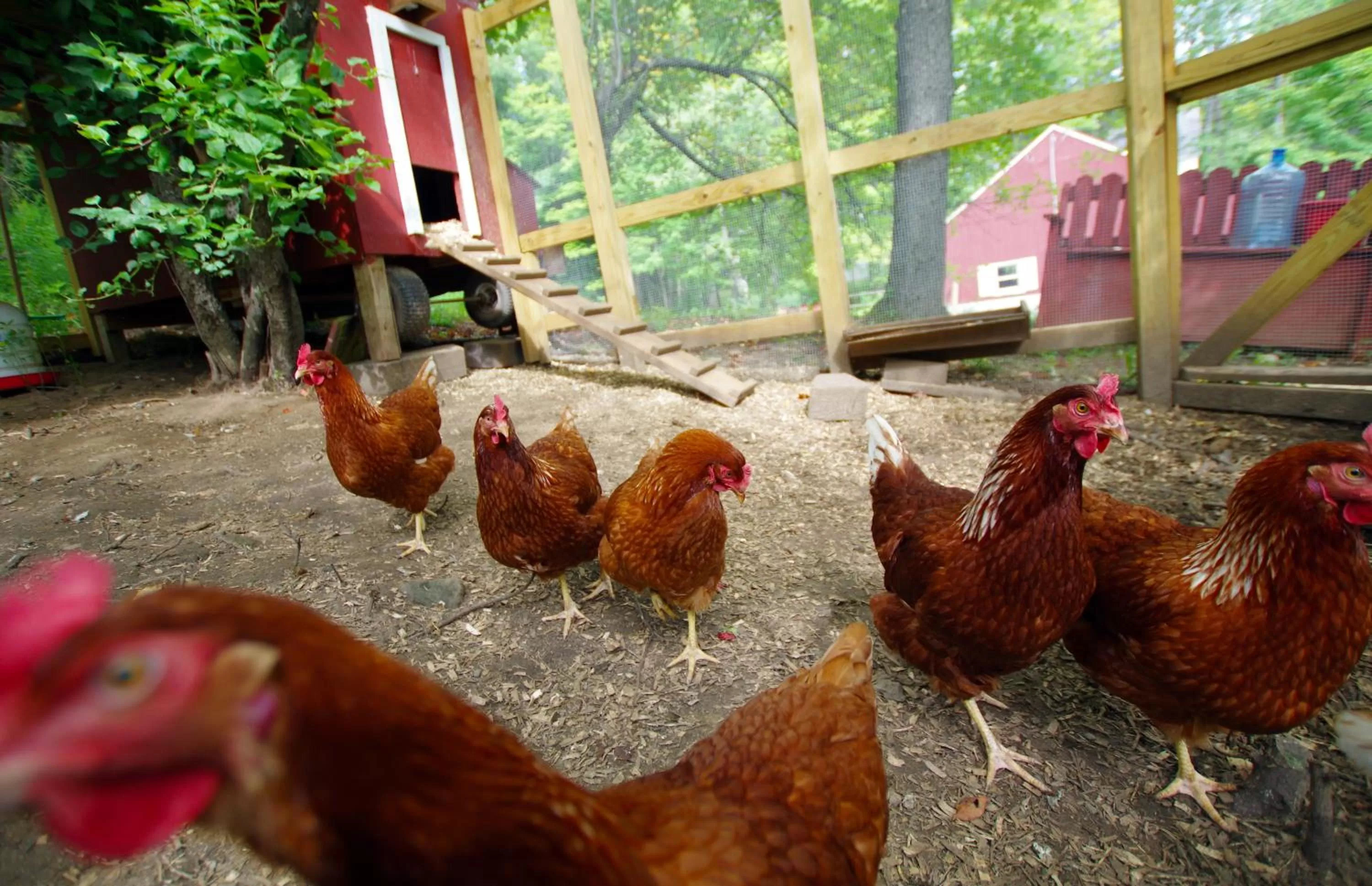 Animals in The Wilmington Inn