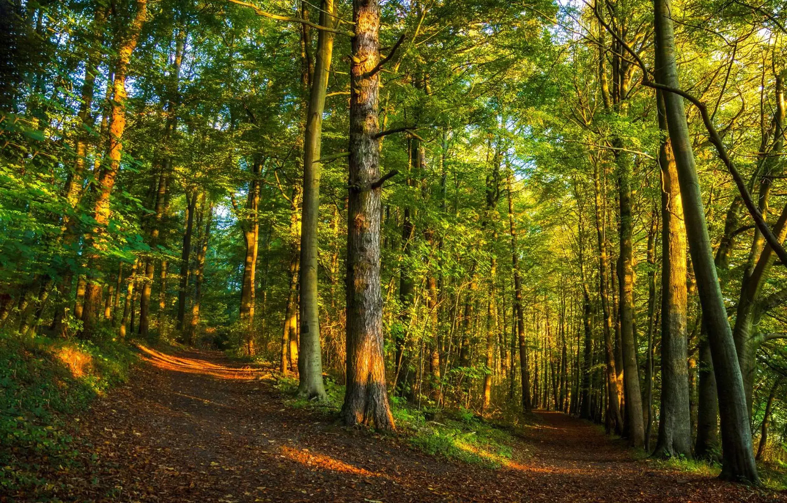 Natural landscape in REGIOHOTEL Schanzenhaus Wernigerode