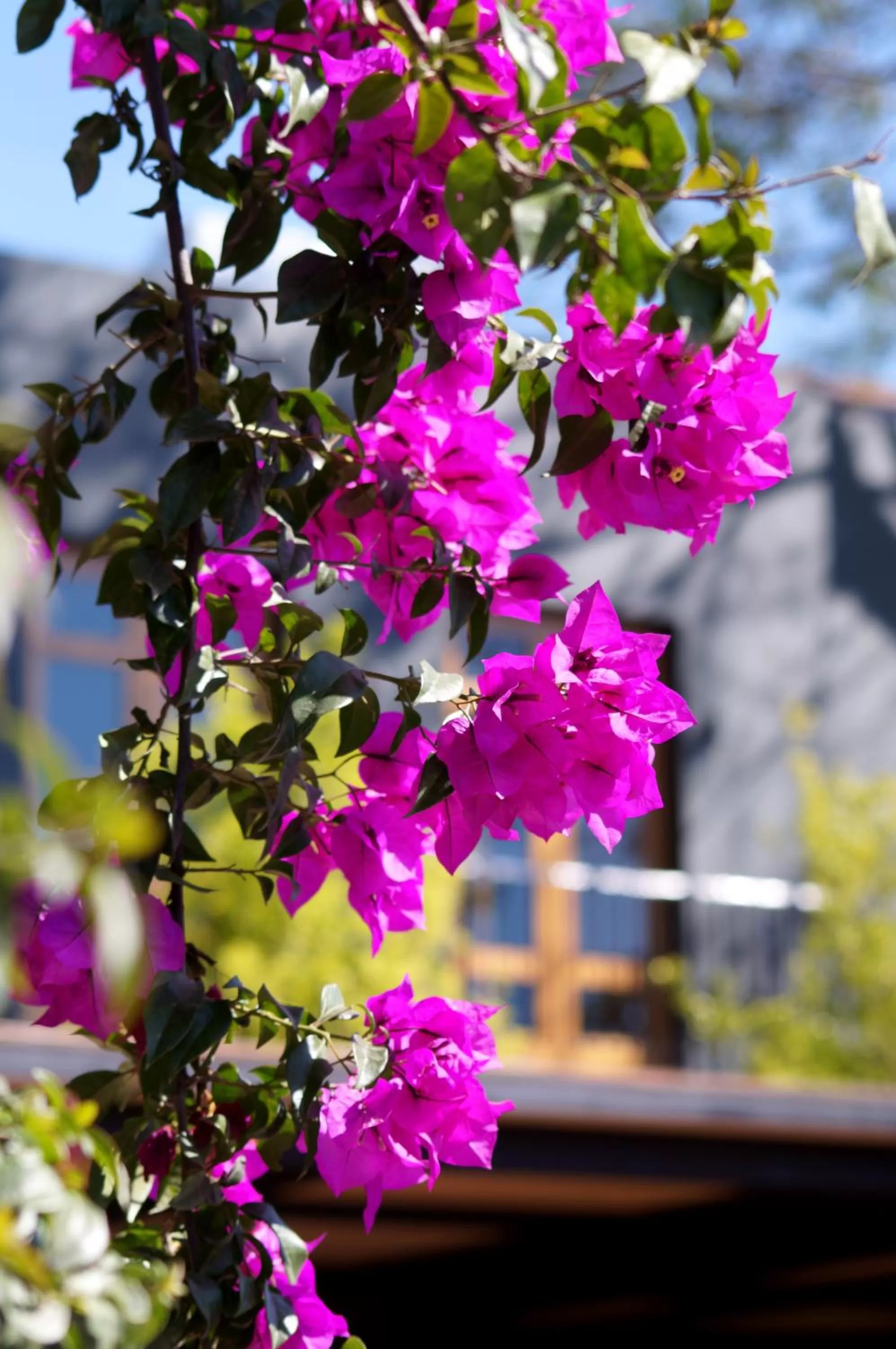 Garden in La Casa Rodavento