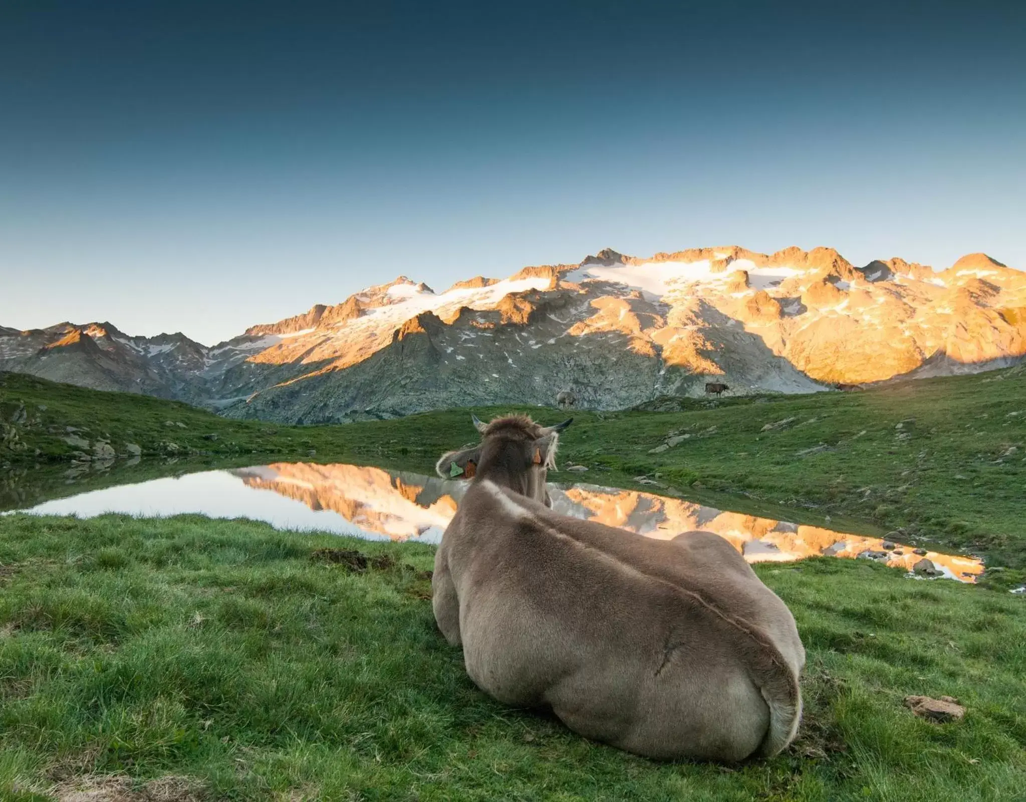 Natural landscape, Other Animals in SOMMOS Hotel Aneto