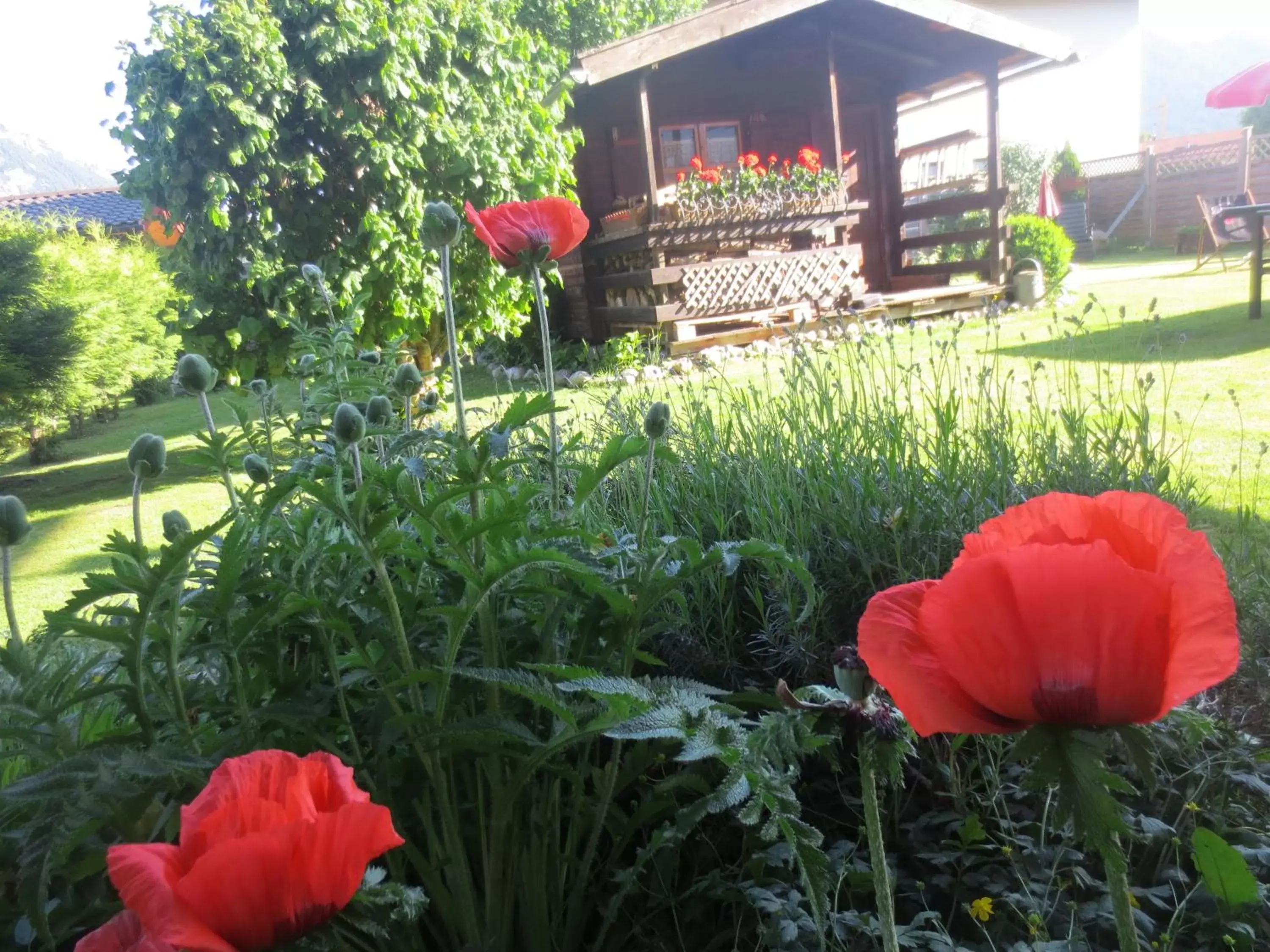 Garden in Hotel Alp Inn