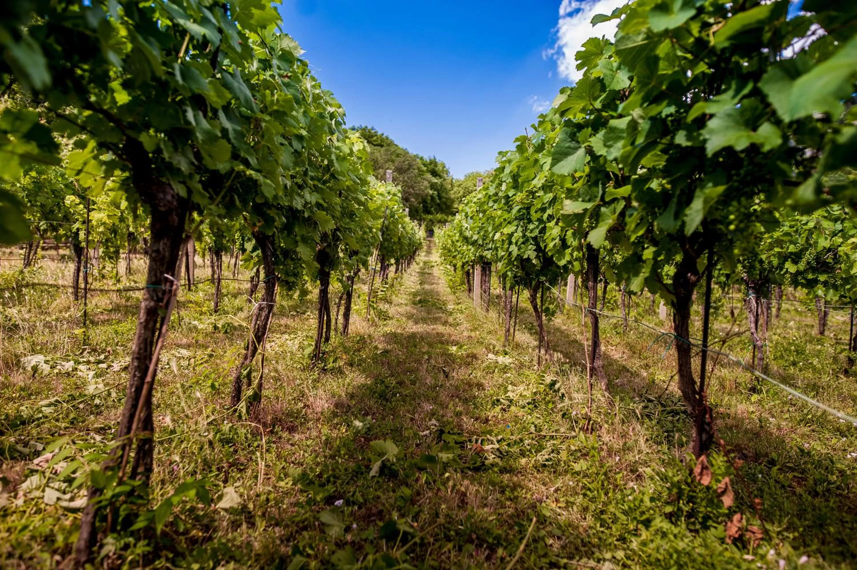 Natural landscape in Boutique Hotel Golf Garni