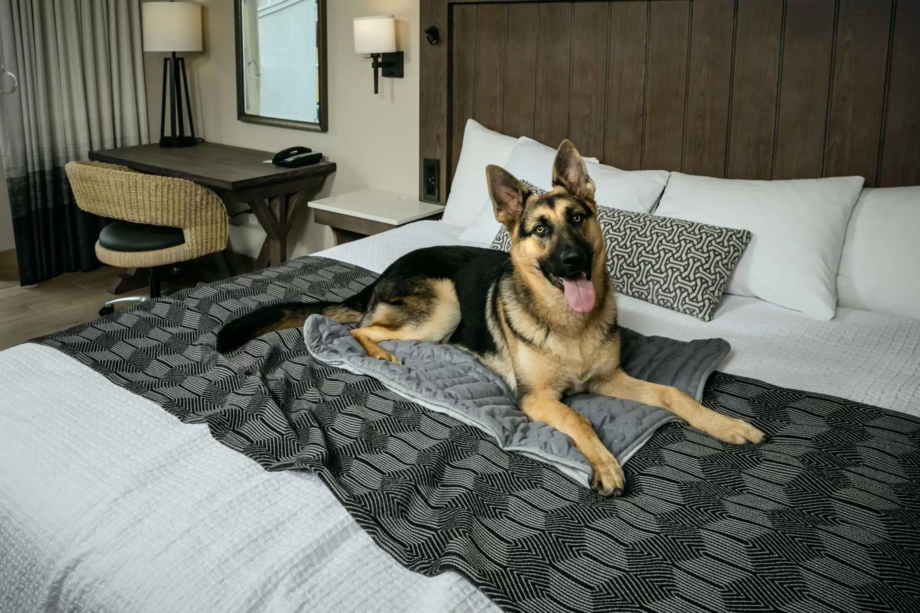 Photo of the whole room, Pets in Beachfront Inn