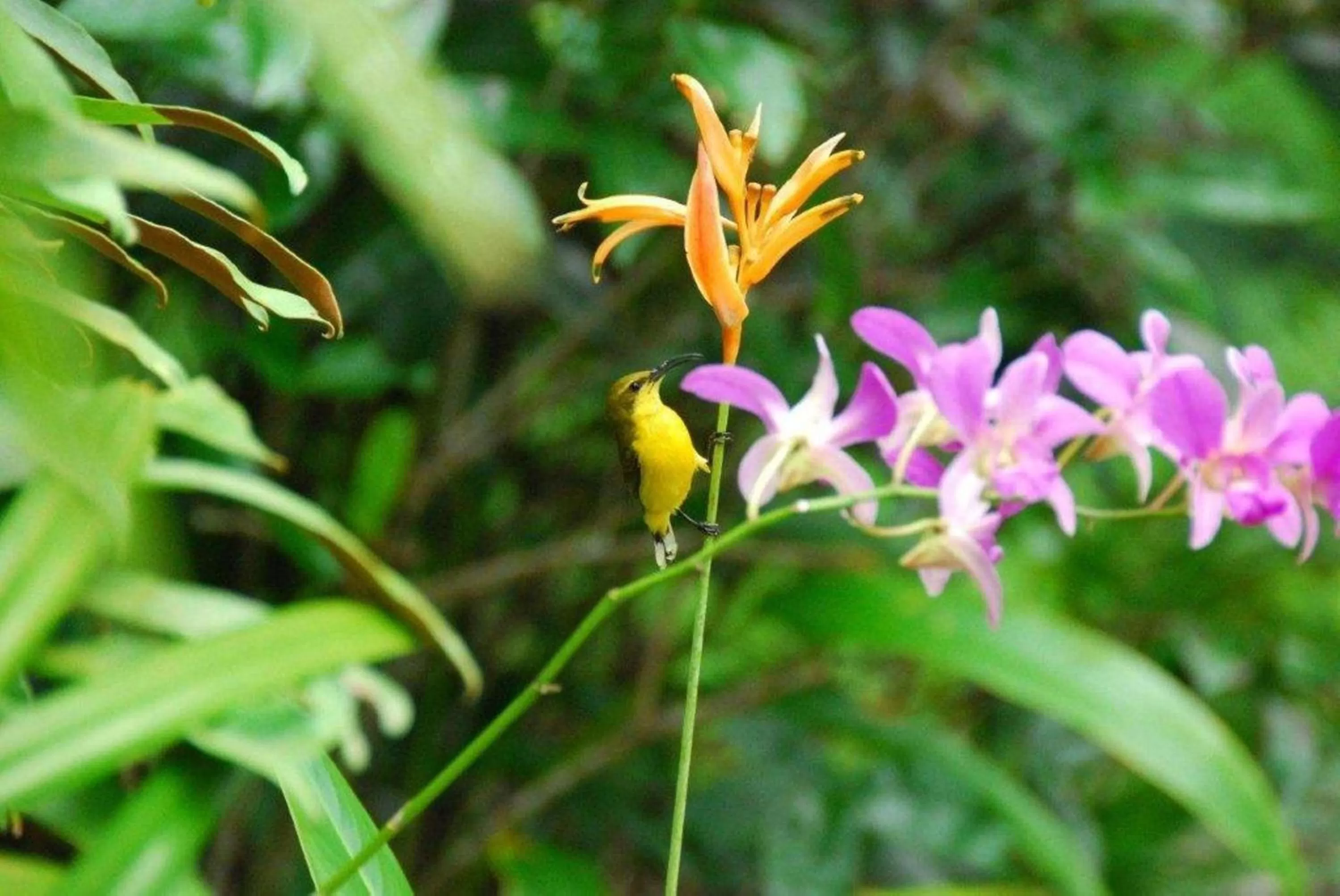 Garden in Pink Flamingo Resort