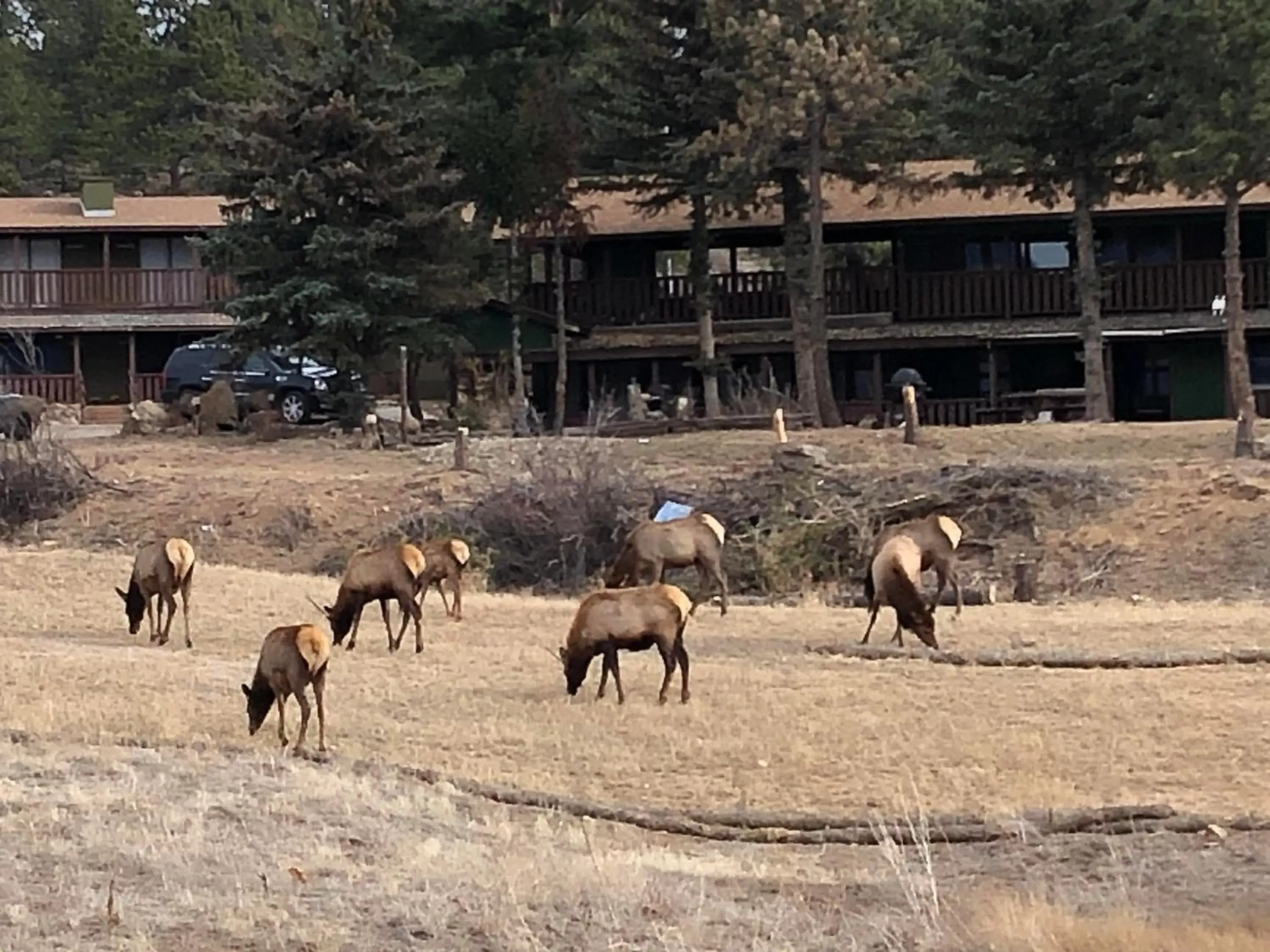 Other Animals in Estes Lake Lodge