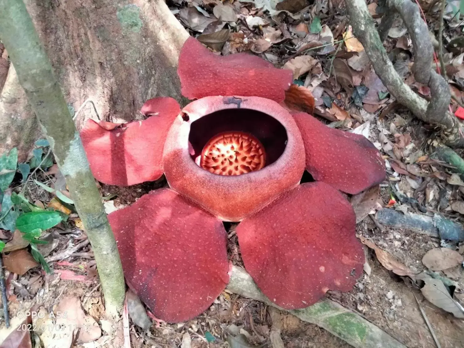 Food in Khaosok Rainforest Resort