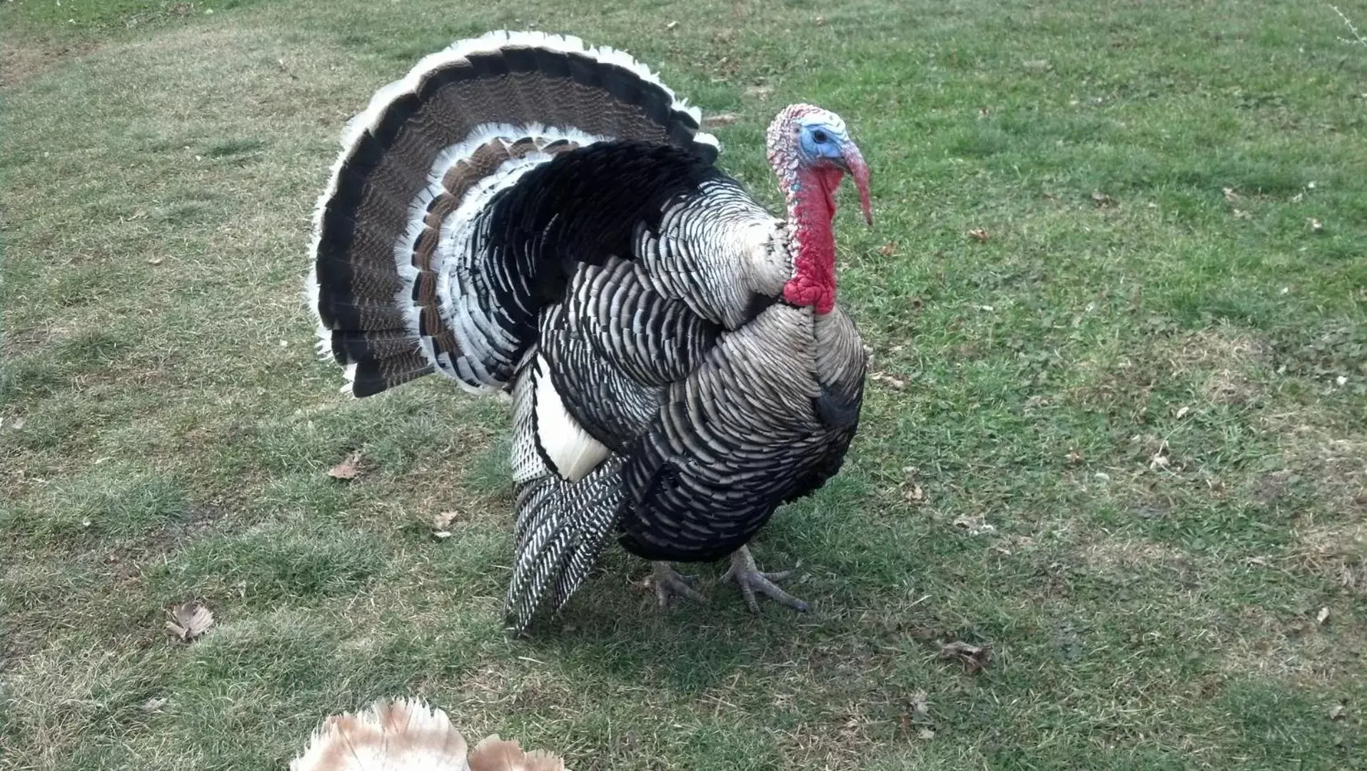 Animals, Other Animals in Rainbow Ridge Farms